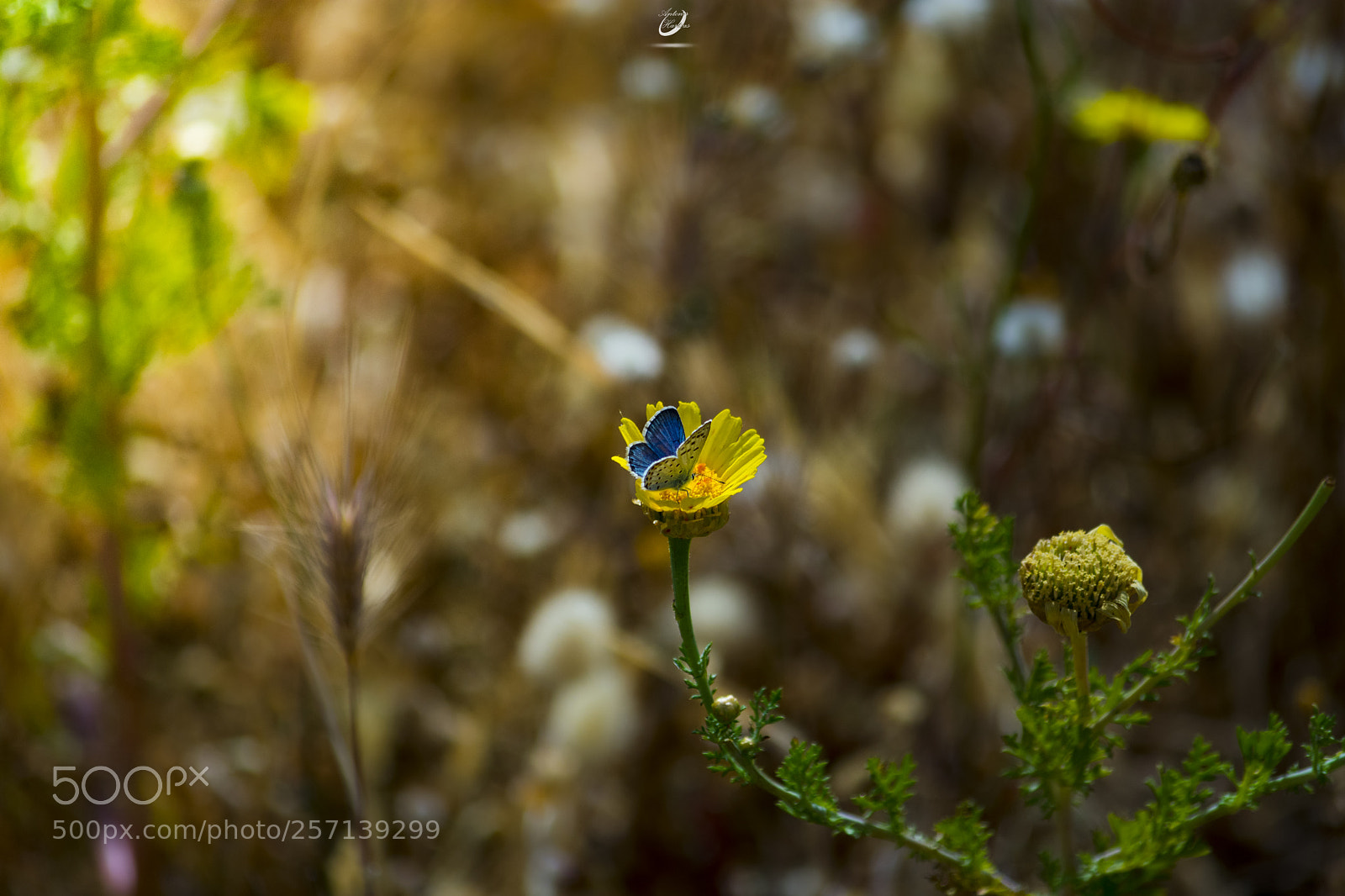 Nikon D3400 sample photo. Butterfly photography