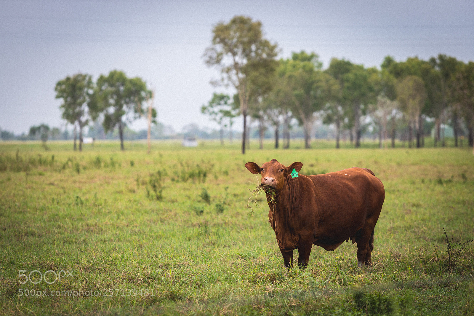 Canon EOS 6D Mark II sample photo. Img photography