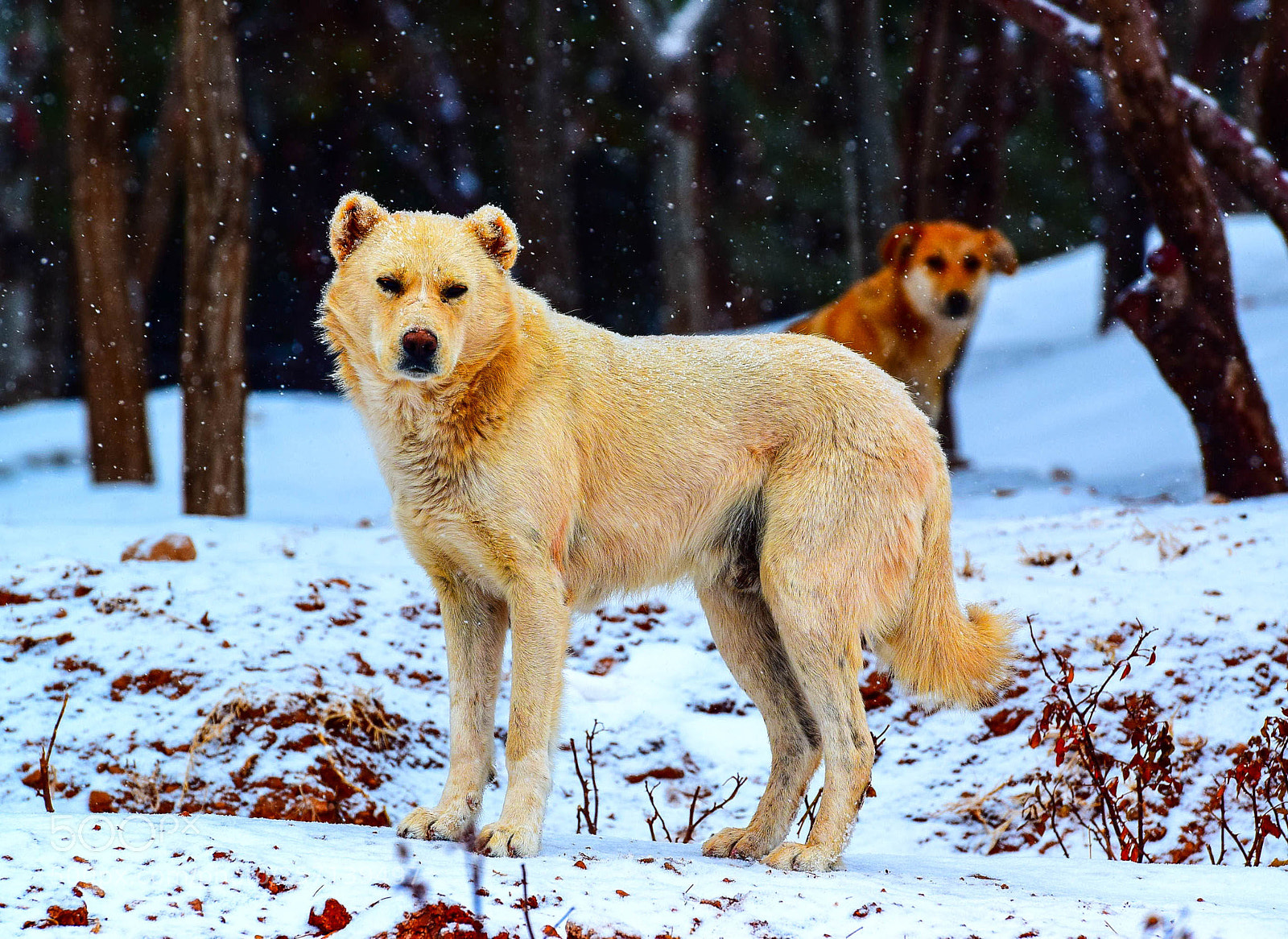 Nikon D3300 sample photo. Another day, another dogy photography