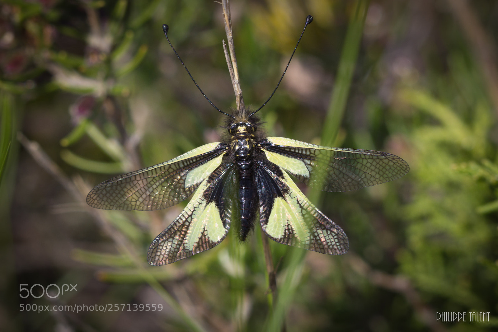 Canon EOS 60D sample photo. Ascalaphe soufré (libelloides coccajus) photography