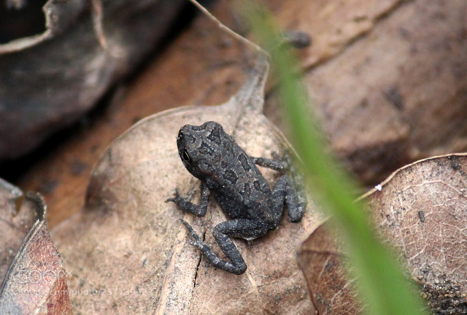 Canon EOS 600D (Rebel EOS T3i / EOS Kiss X5) sample photo. Grenouille 1cm environ photography