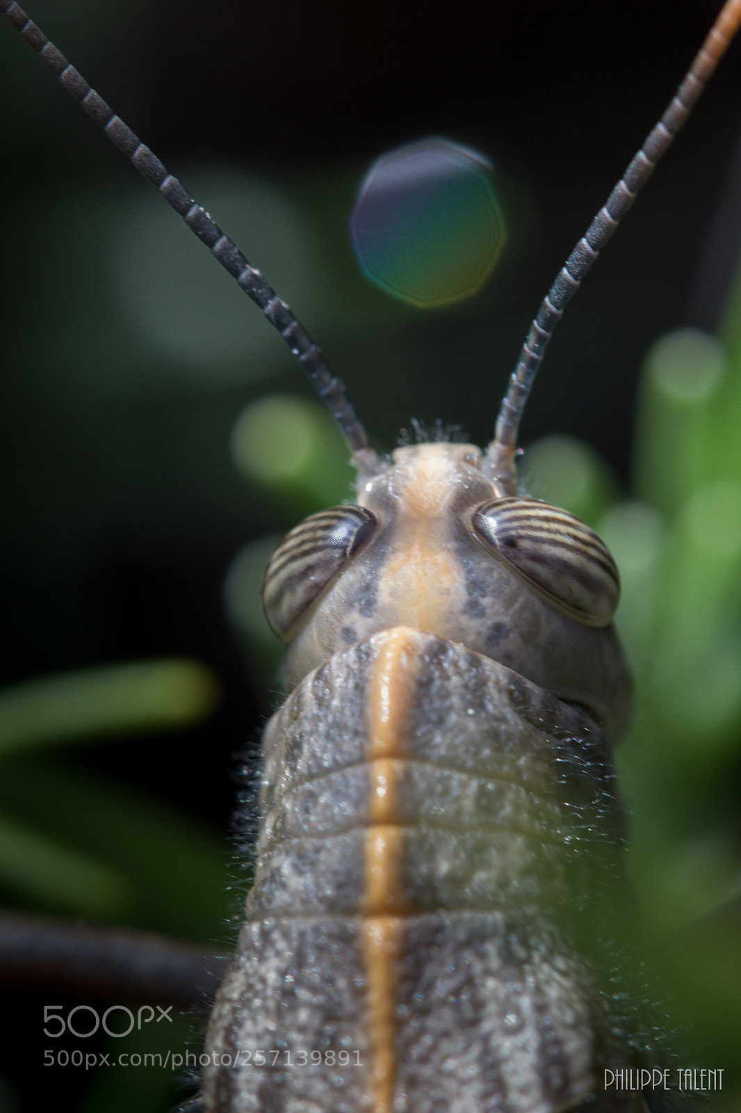 Canon EOS 60D sample photo. Cricket's head photography