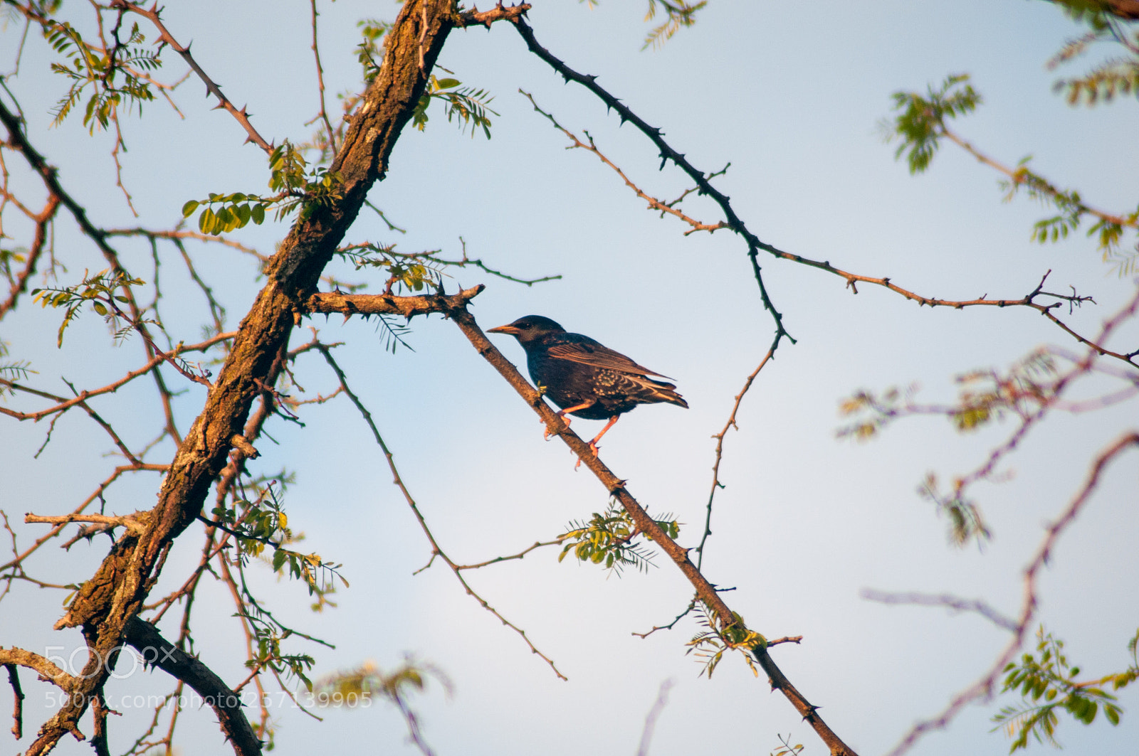 Nikon D300 sample photo. A perched starling photography