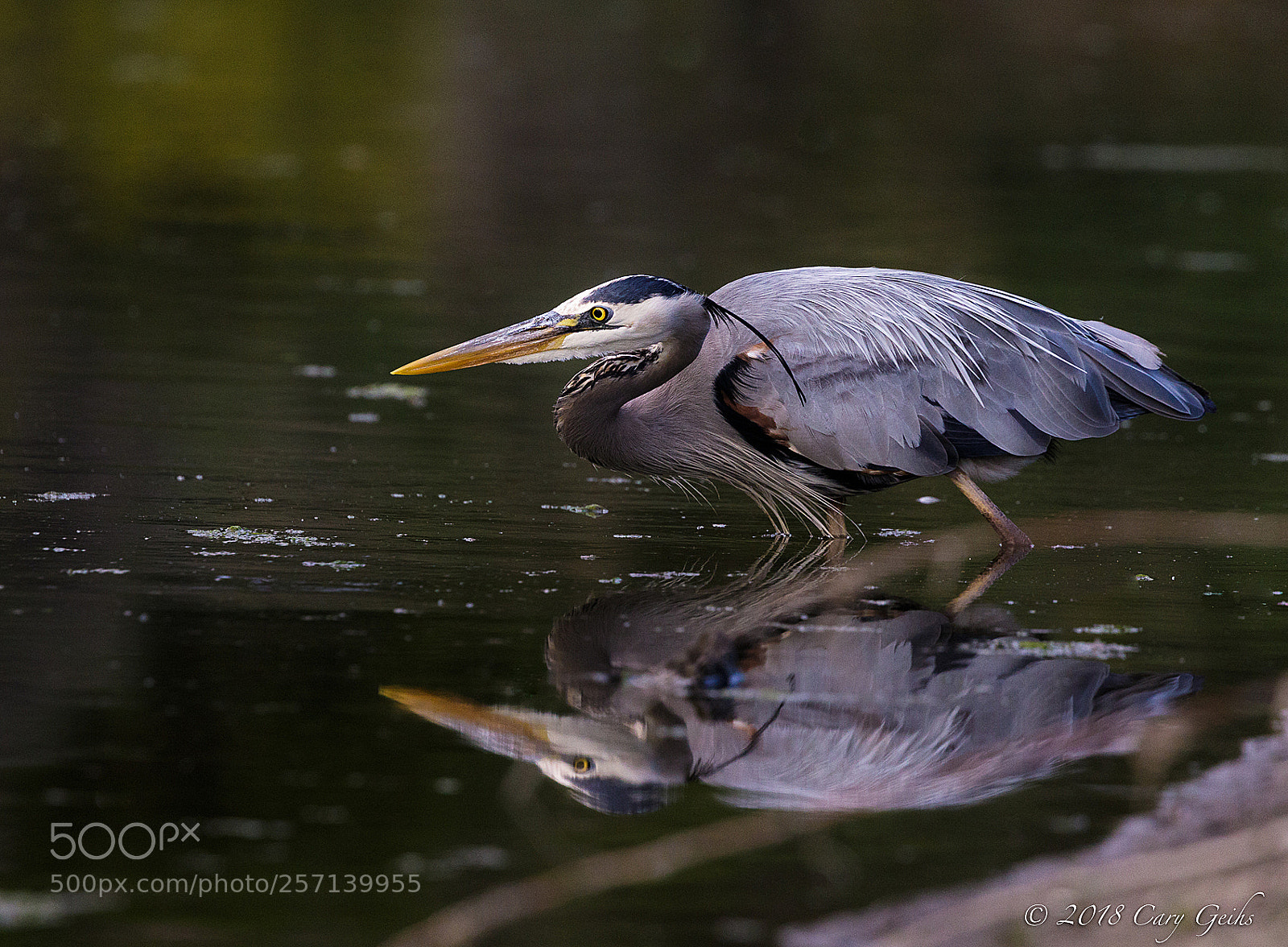 Canon EOS 7D Mark II sample photo. The fisher photography