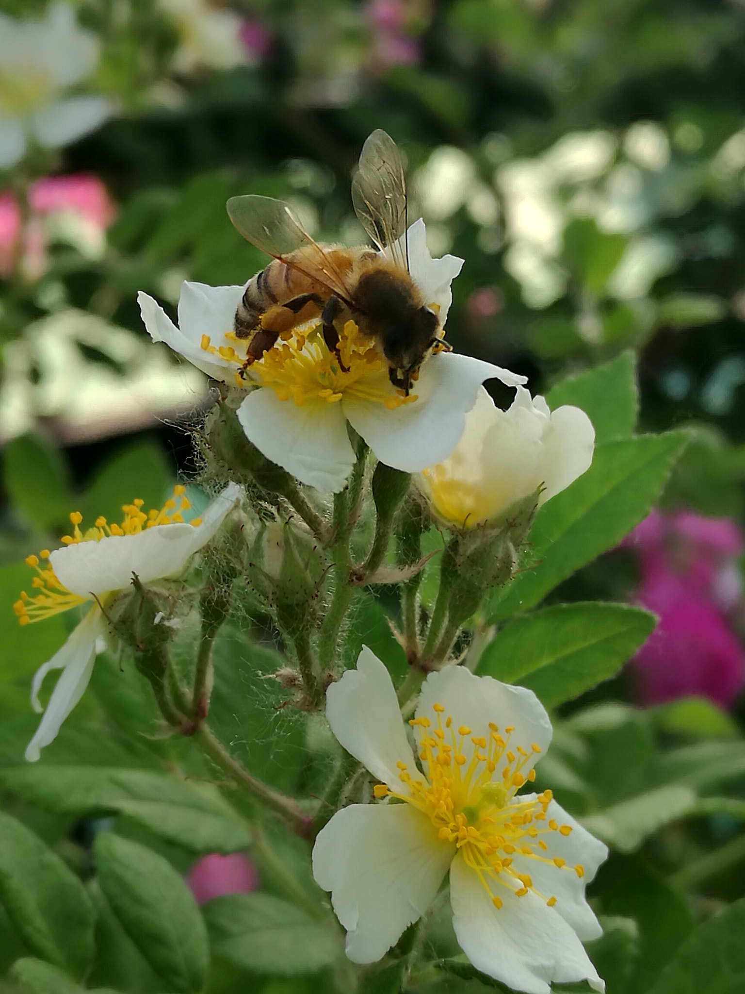 HUAWEI Mate 8 sample photo