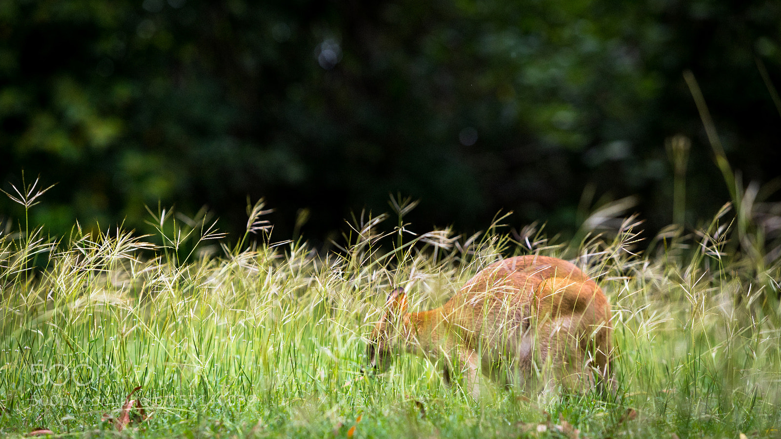 Canon EOS 6D Mark II sample photo. Img photography