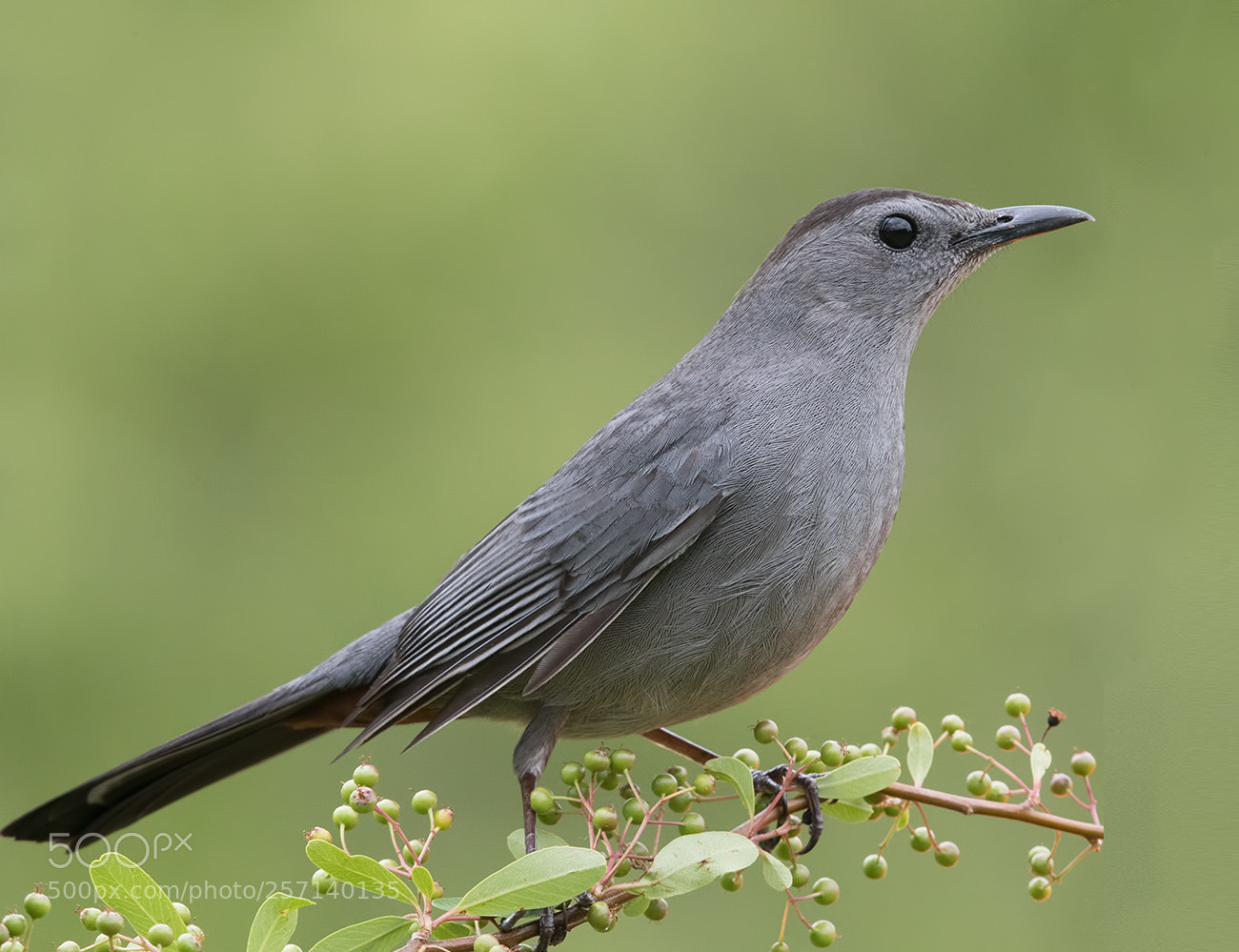 Canon EOS-1D X Mark II sample photo. Gray catbird photography