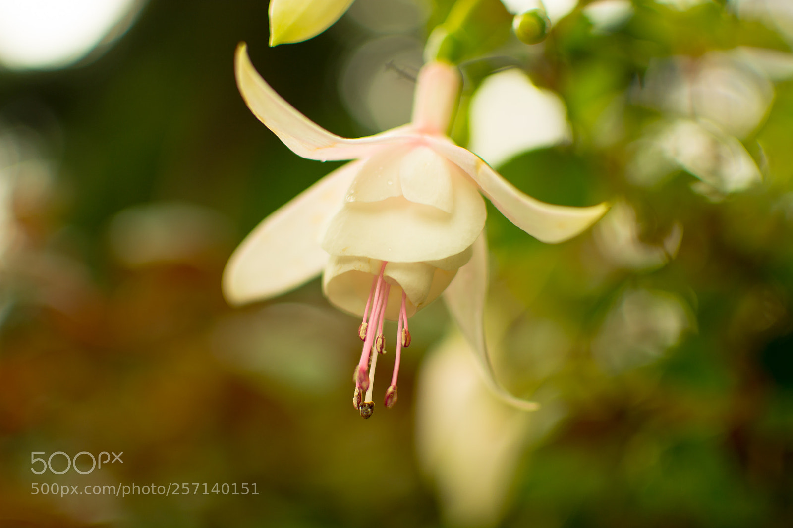 Nikon D5200 sample photo. White bell flower photography