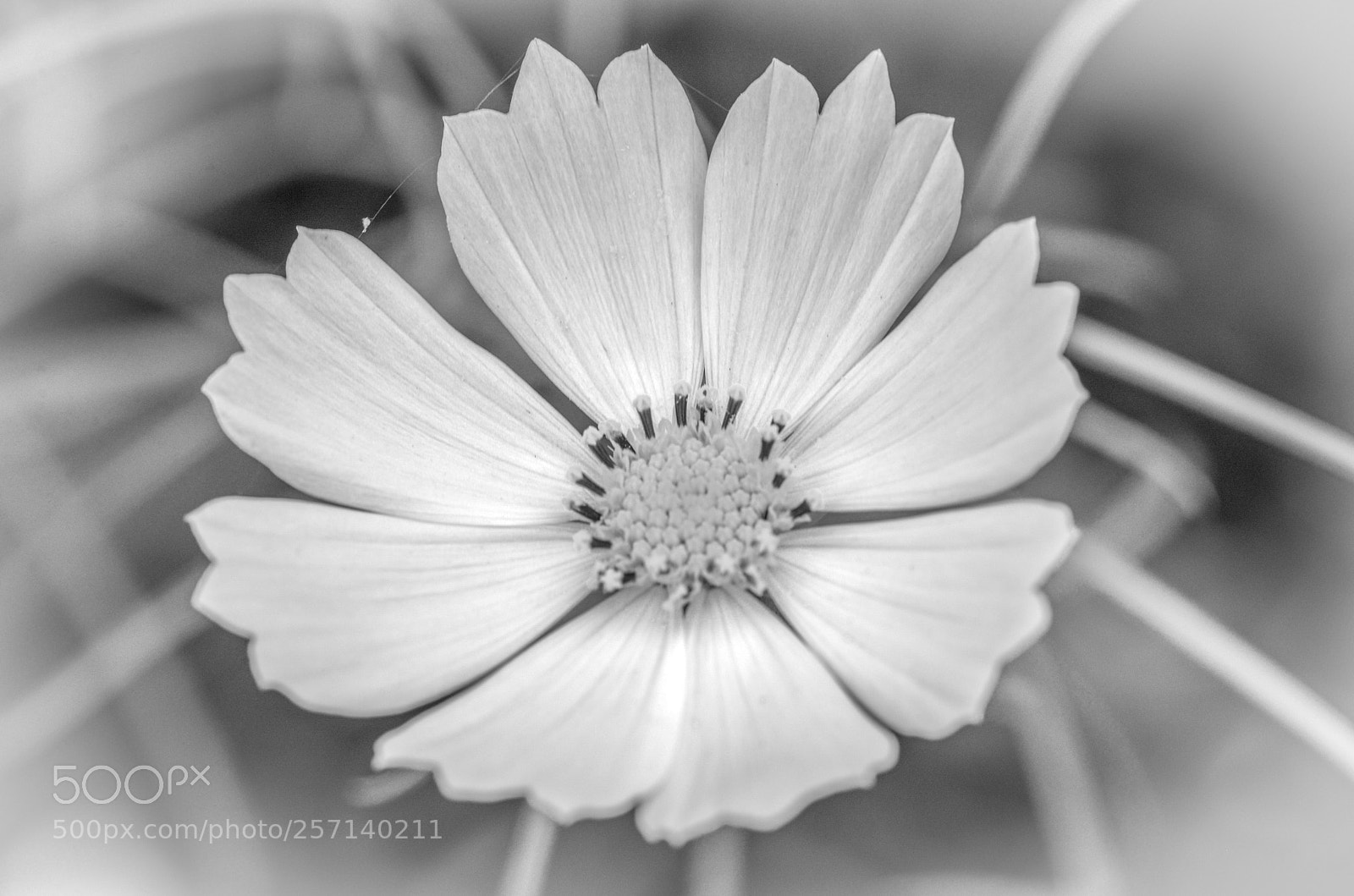 Nikon D600 sample photo. B&w daisy photography