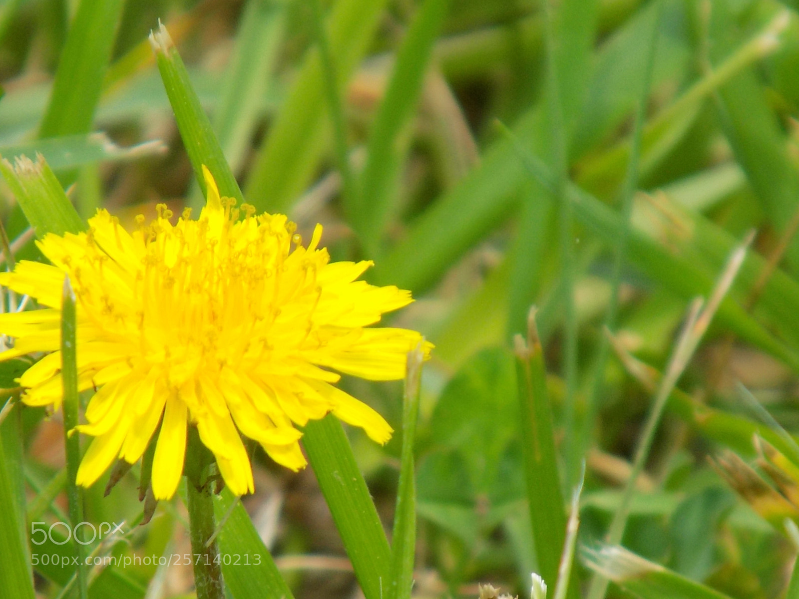 Nikon COOLPIX L330 sample photo. Dandelion photography
