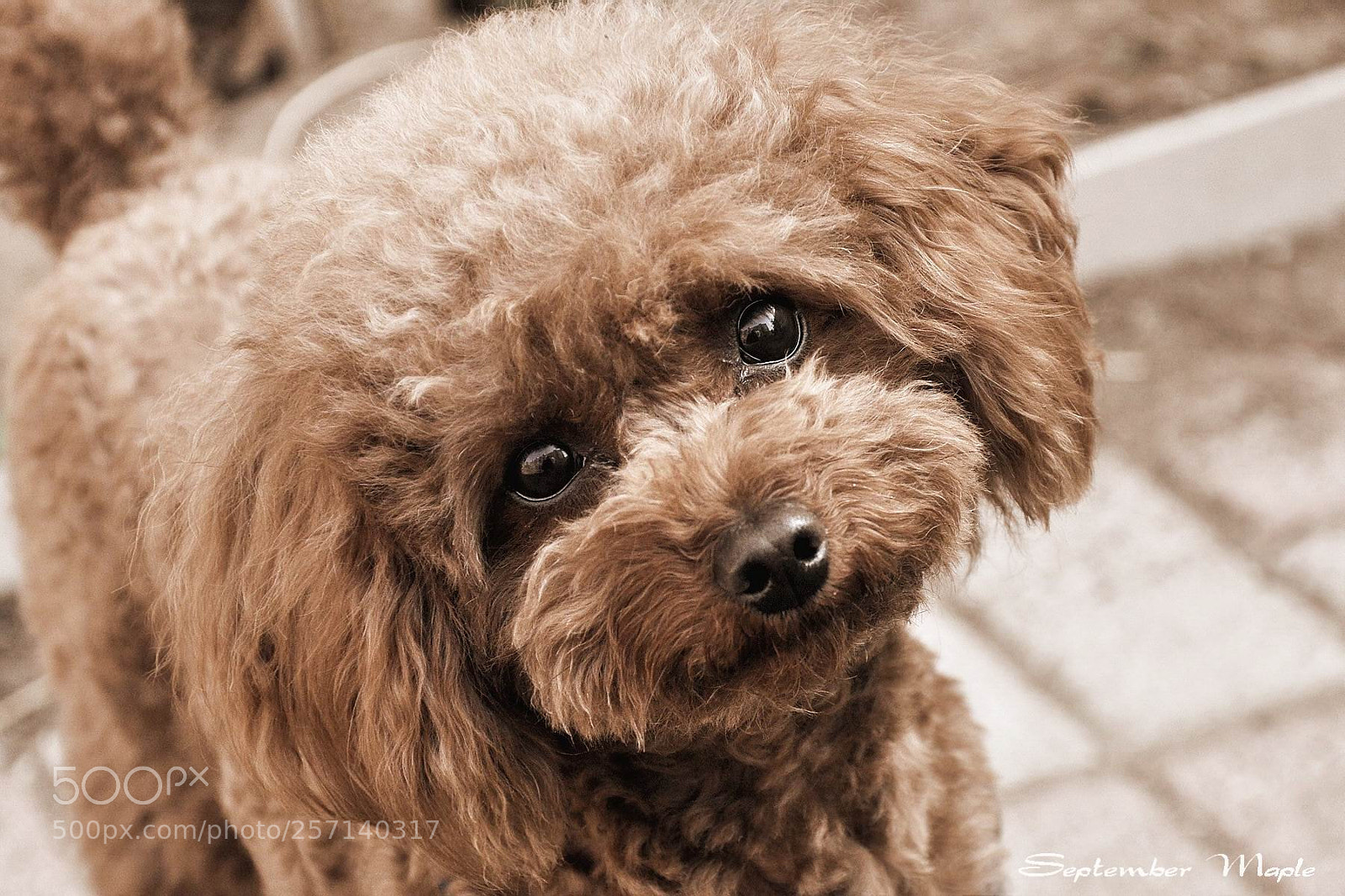 Nikon D90 sample photo. 泰迪 photography