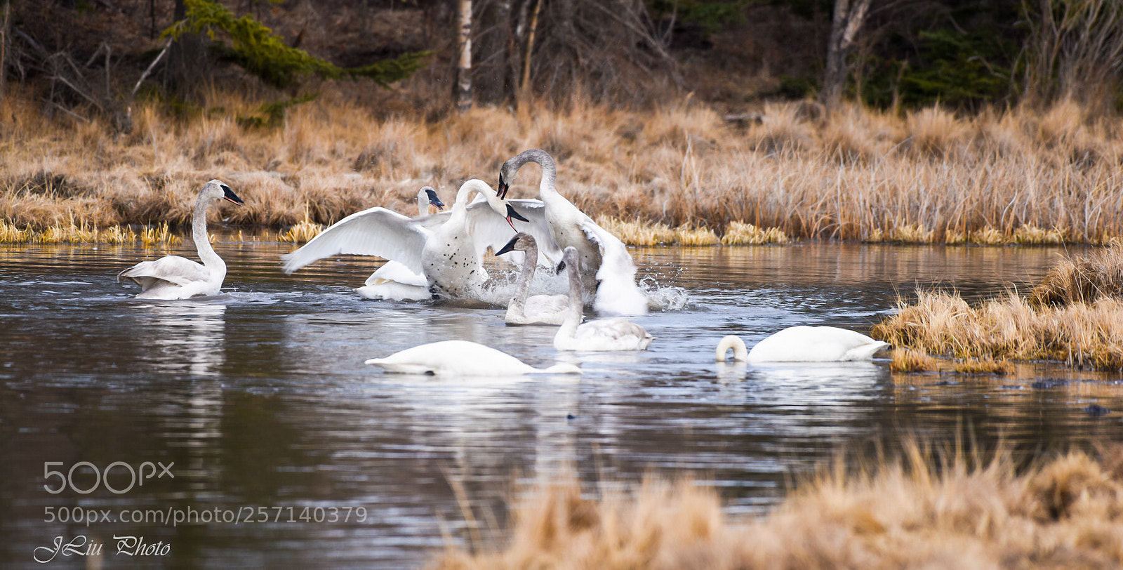 Nikon D810 sample photo. Swan2 photography