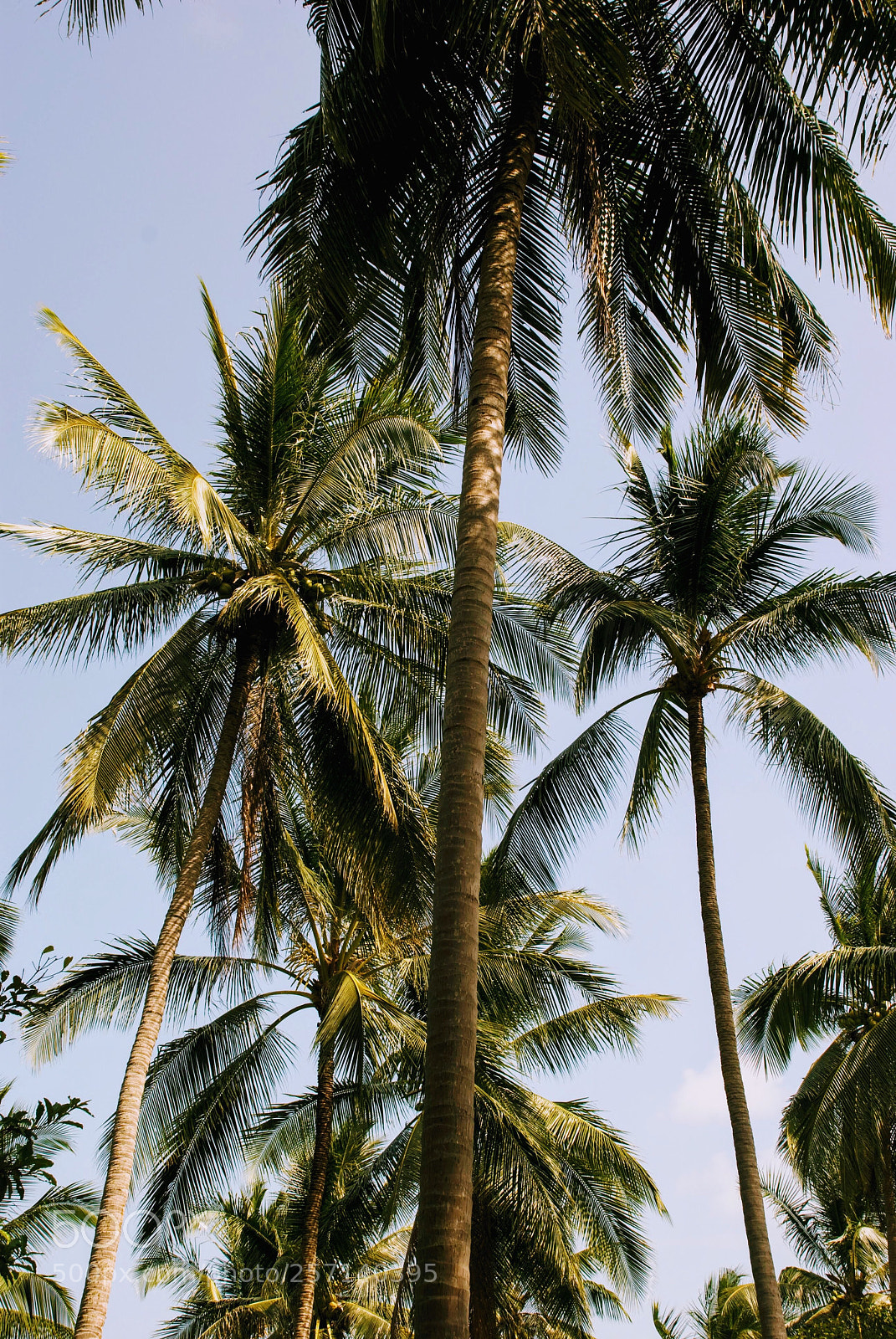 Nikon D80 sample photo. Palm tree jungle photography