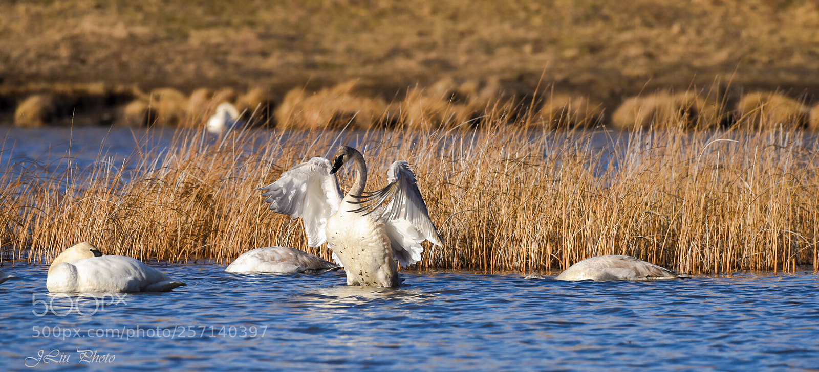Nikon D810 sample photo. Swan4 photography