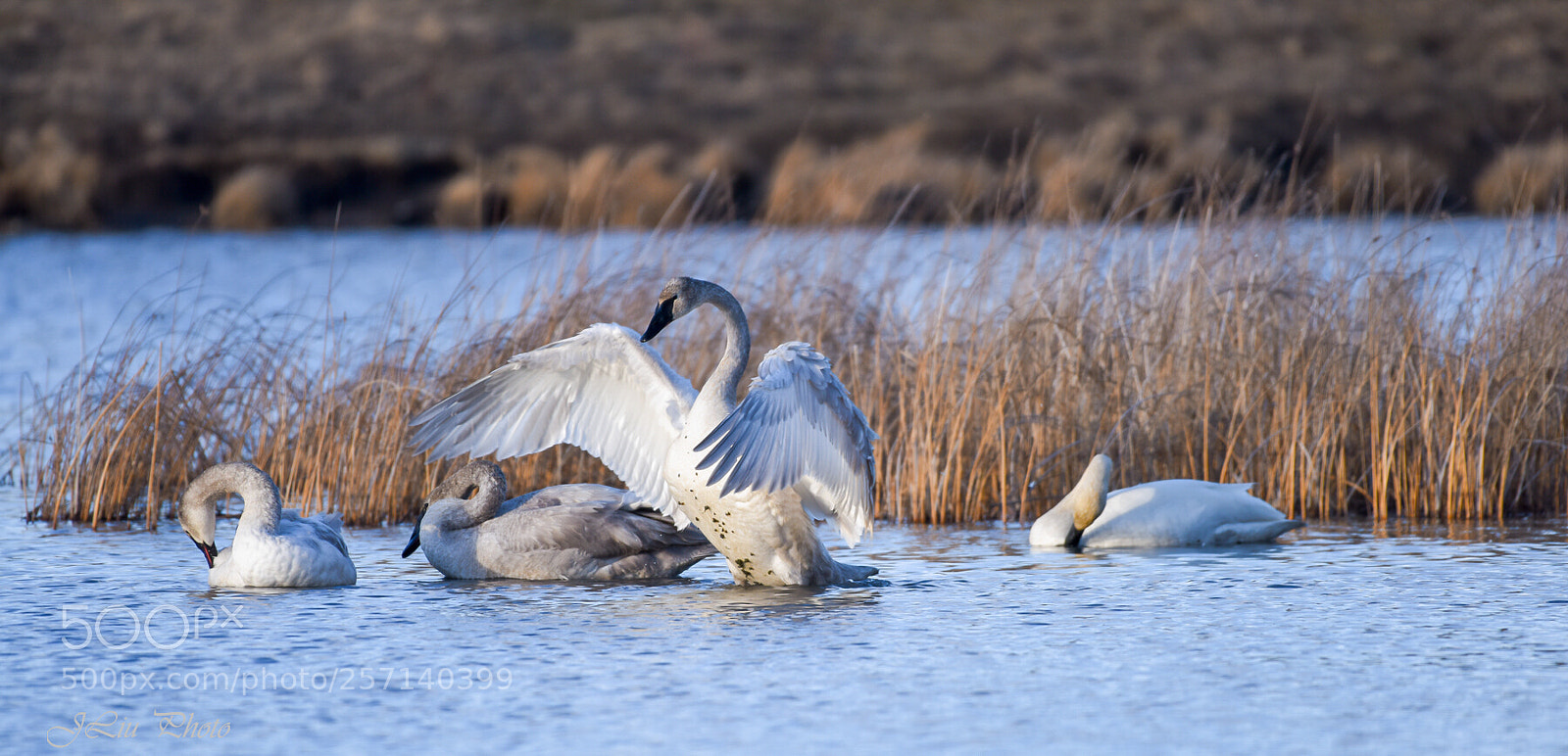 Nikon D810 sample photo. Swan6 photography