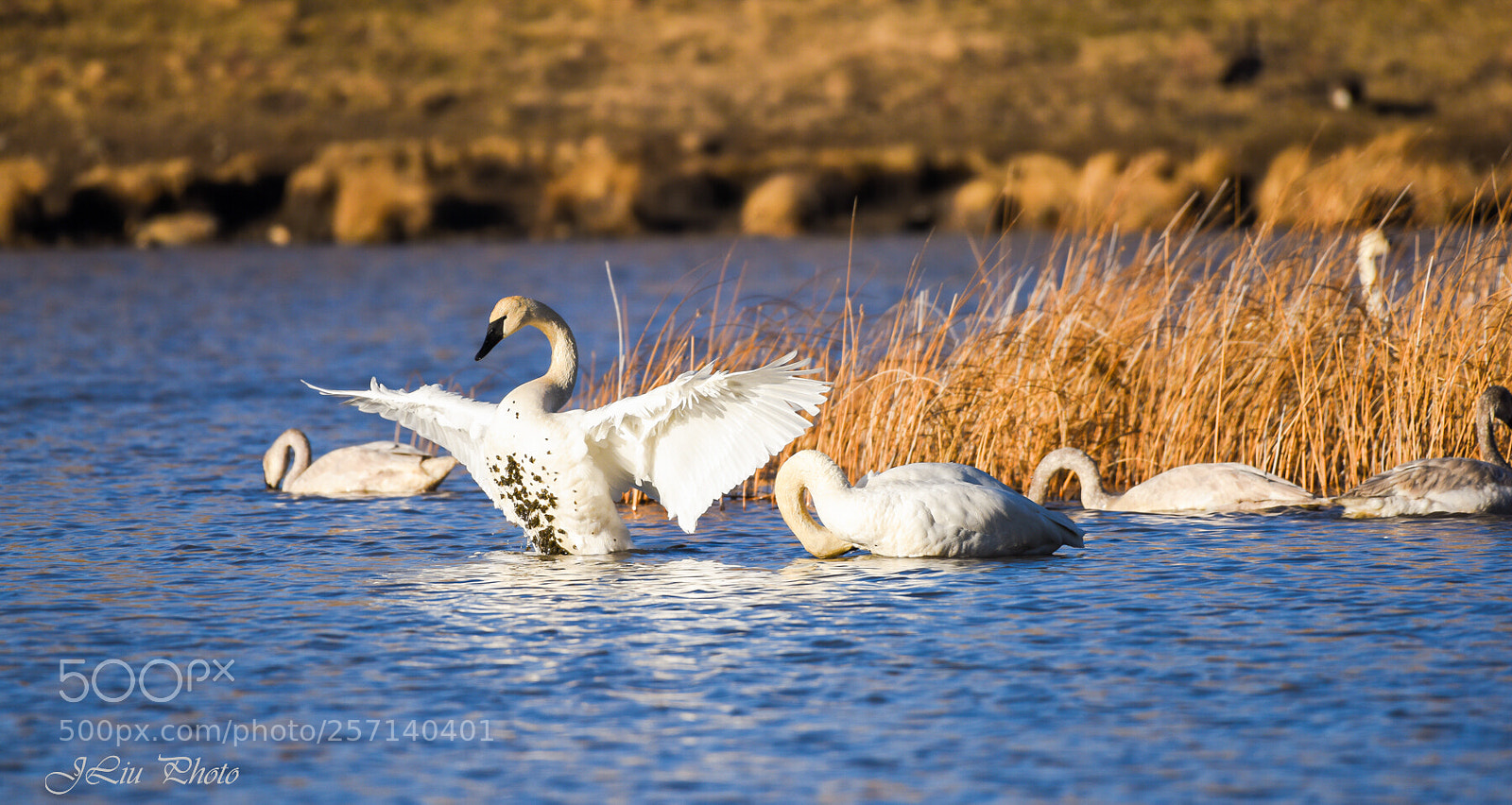 Nikon D810 sample photo. Swan5 photography