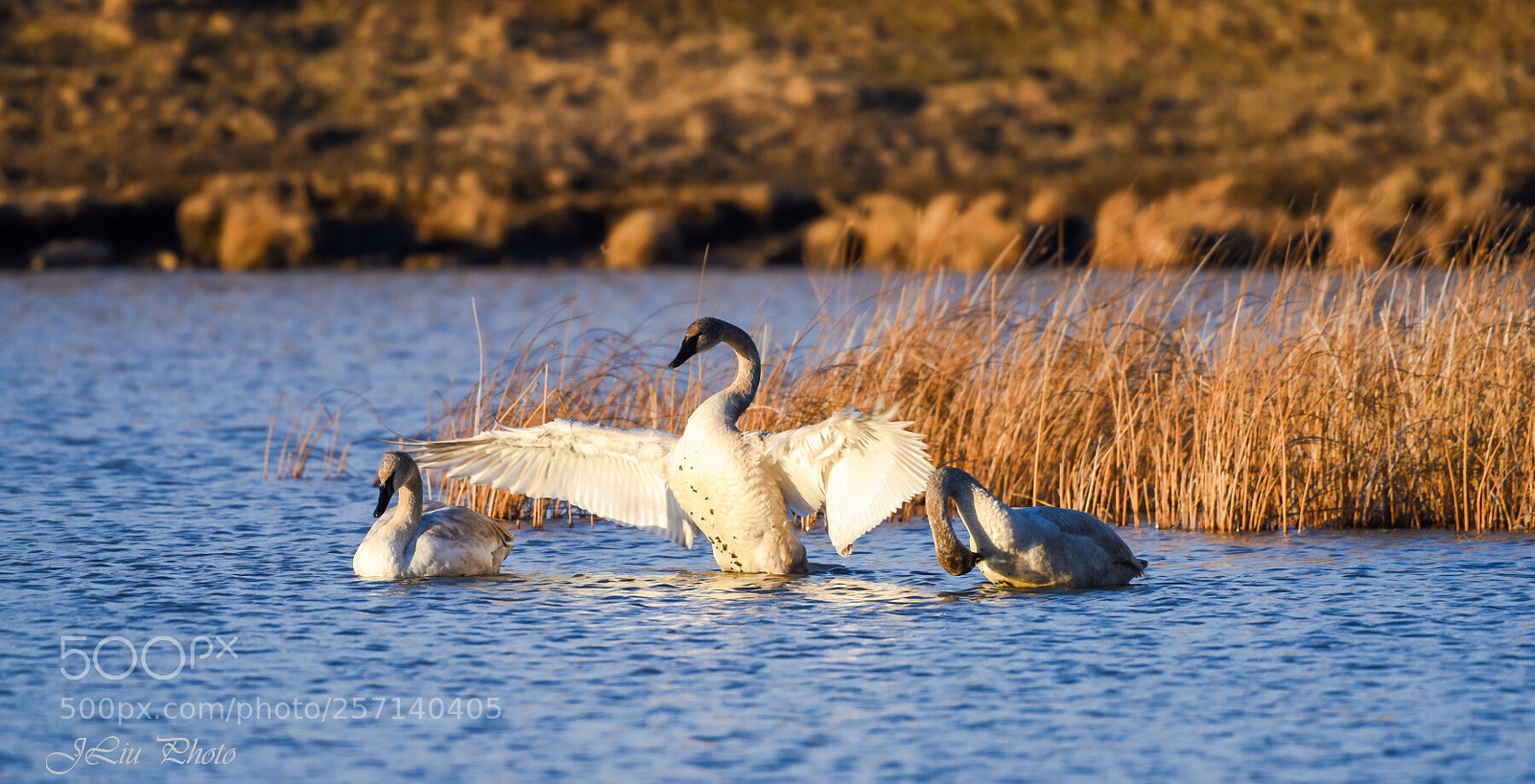 Nikon D810 sample photo. Swan7 photography