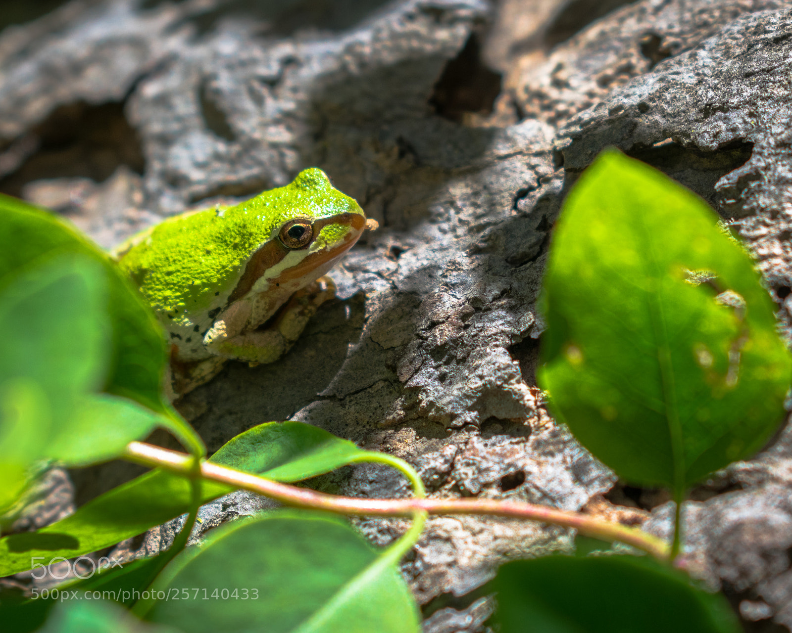 Nikon D3400 sample photo. Hanging out photography
