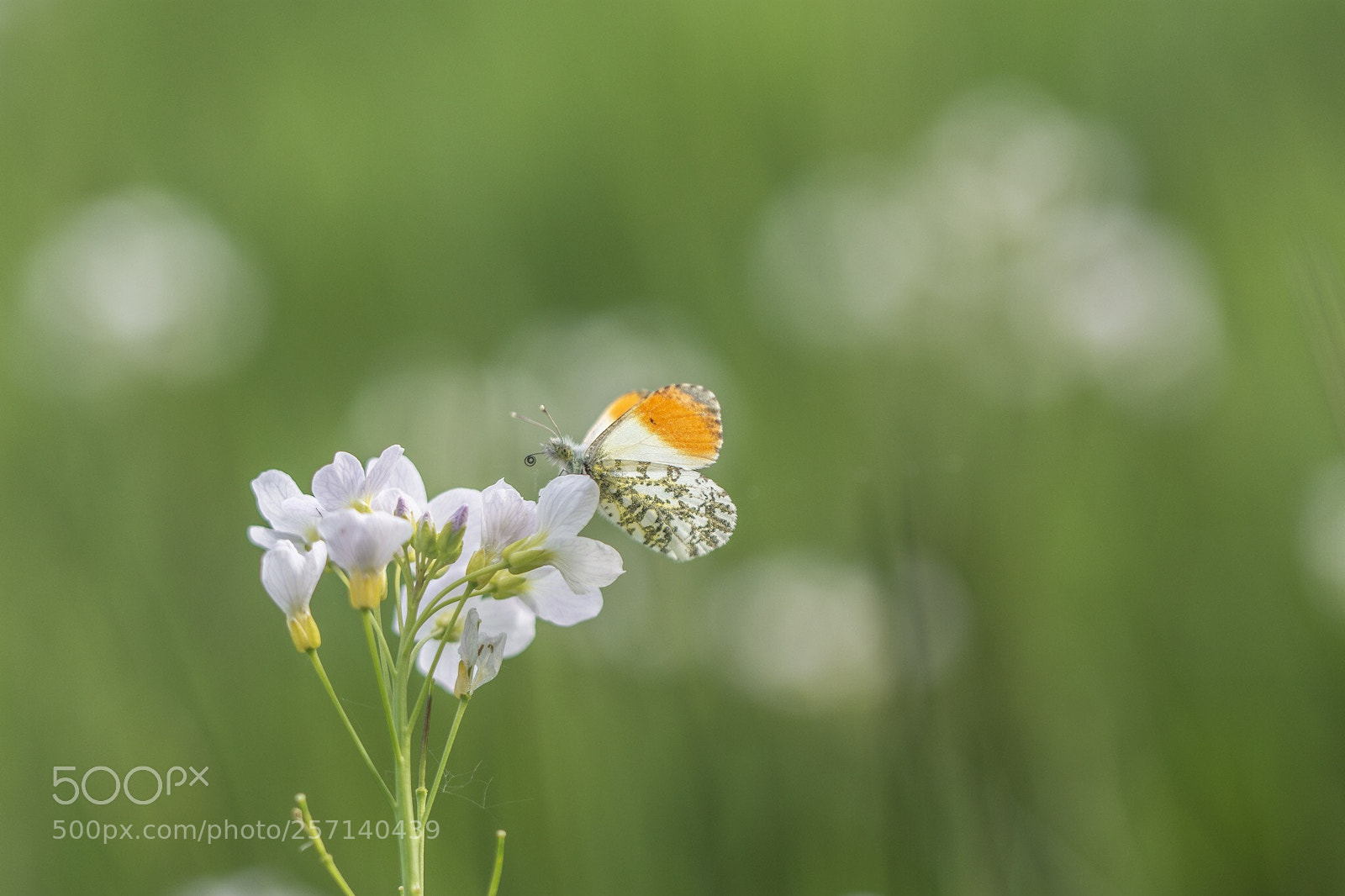 Nikon D7200 sample photo. Orange tip photography