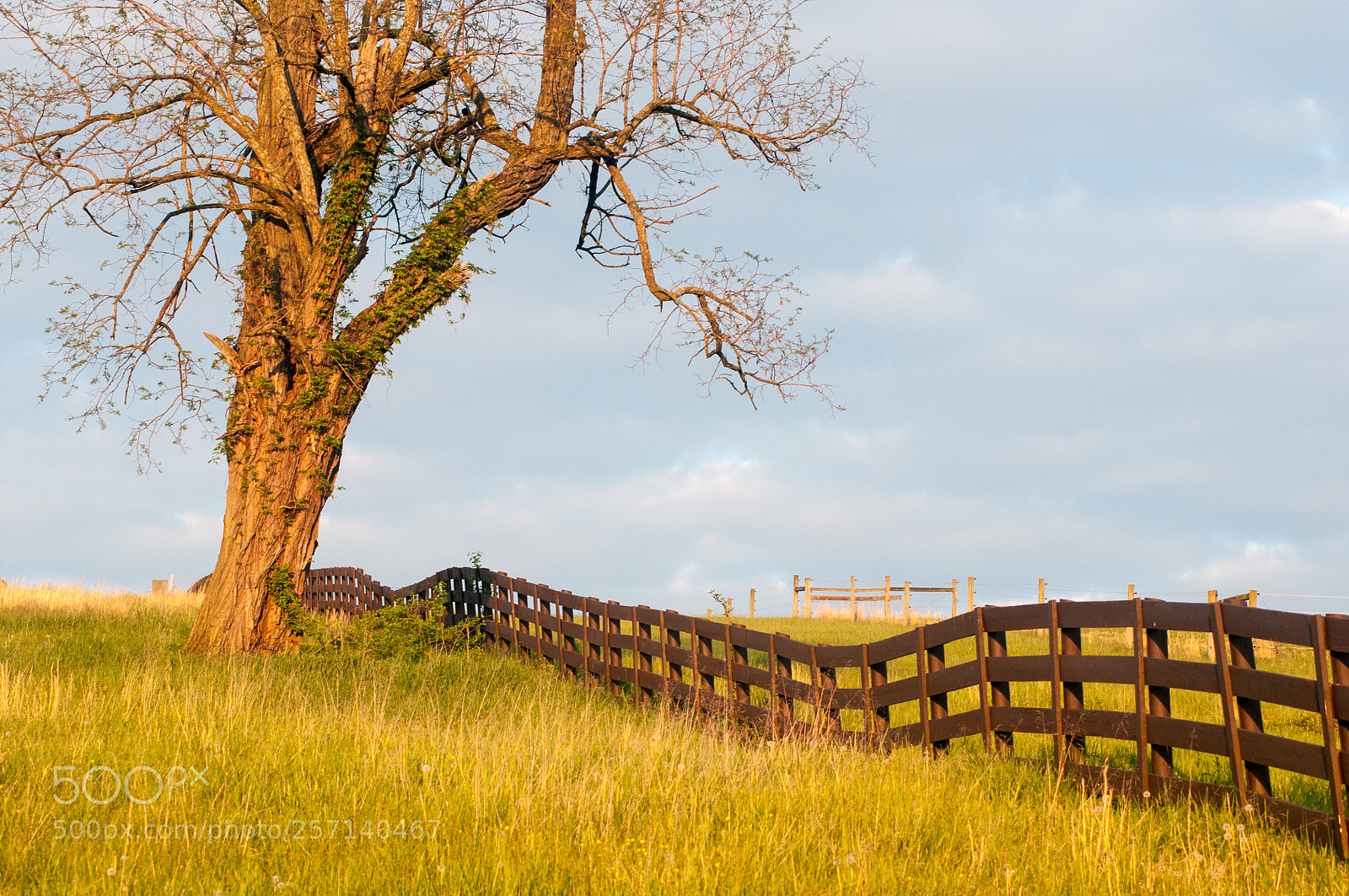 Nikon D300 sample photo. A fenced grassland photography