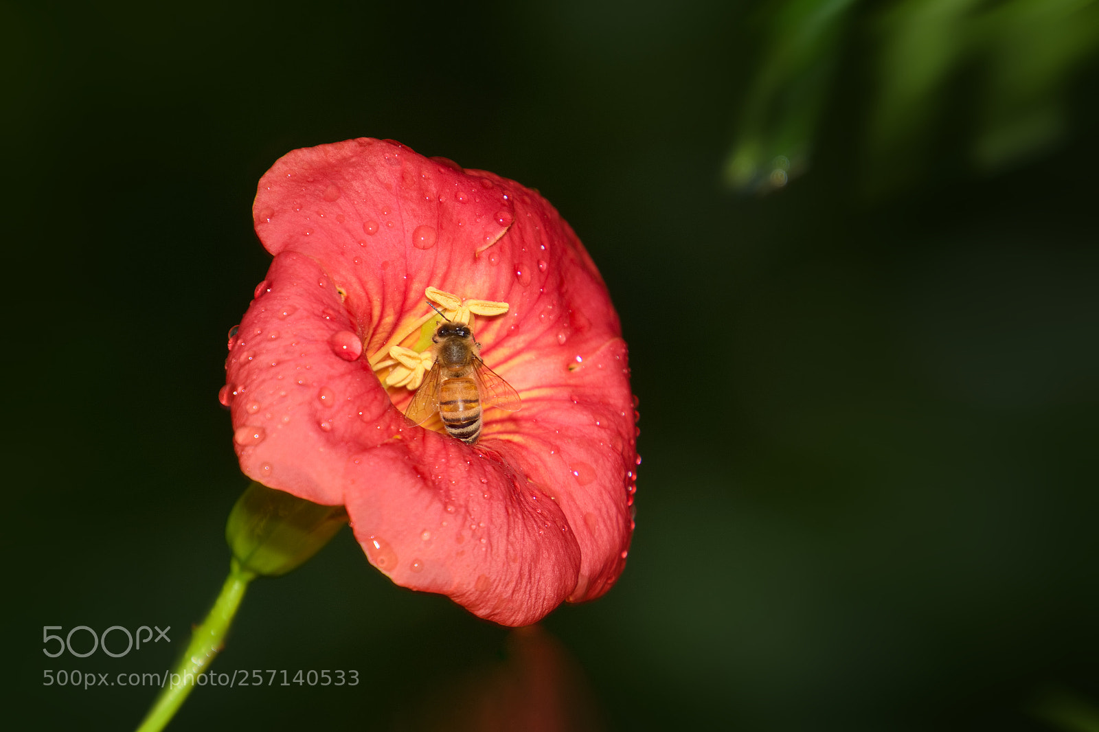 Nikon D5500 sample photo. Flower and bee photography