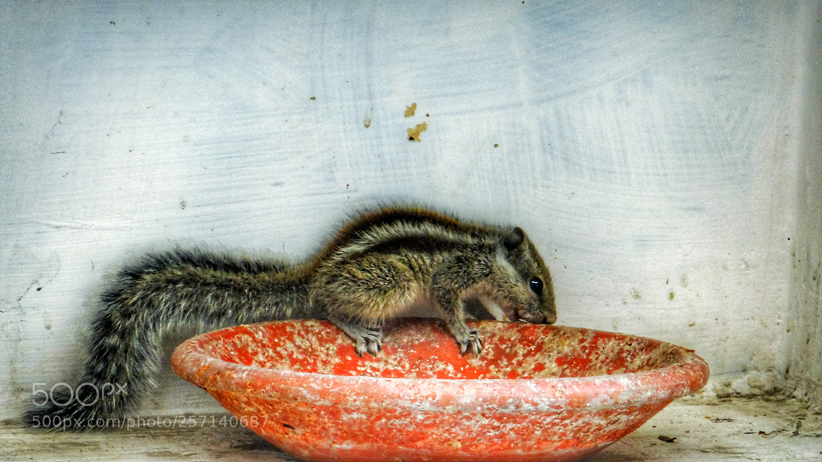 Sony DSC-HX200V sample photo. Breakfast time photography