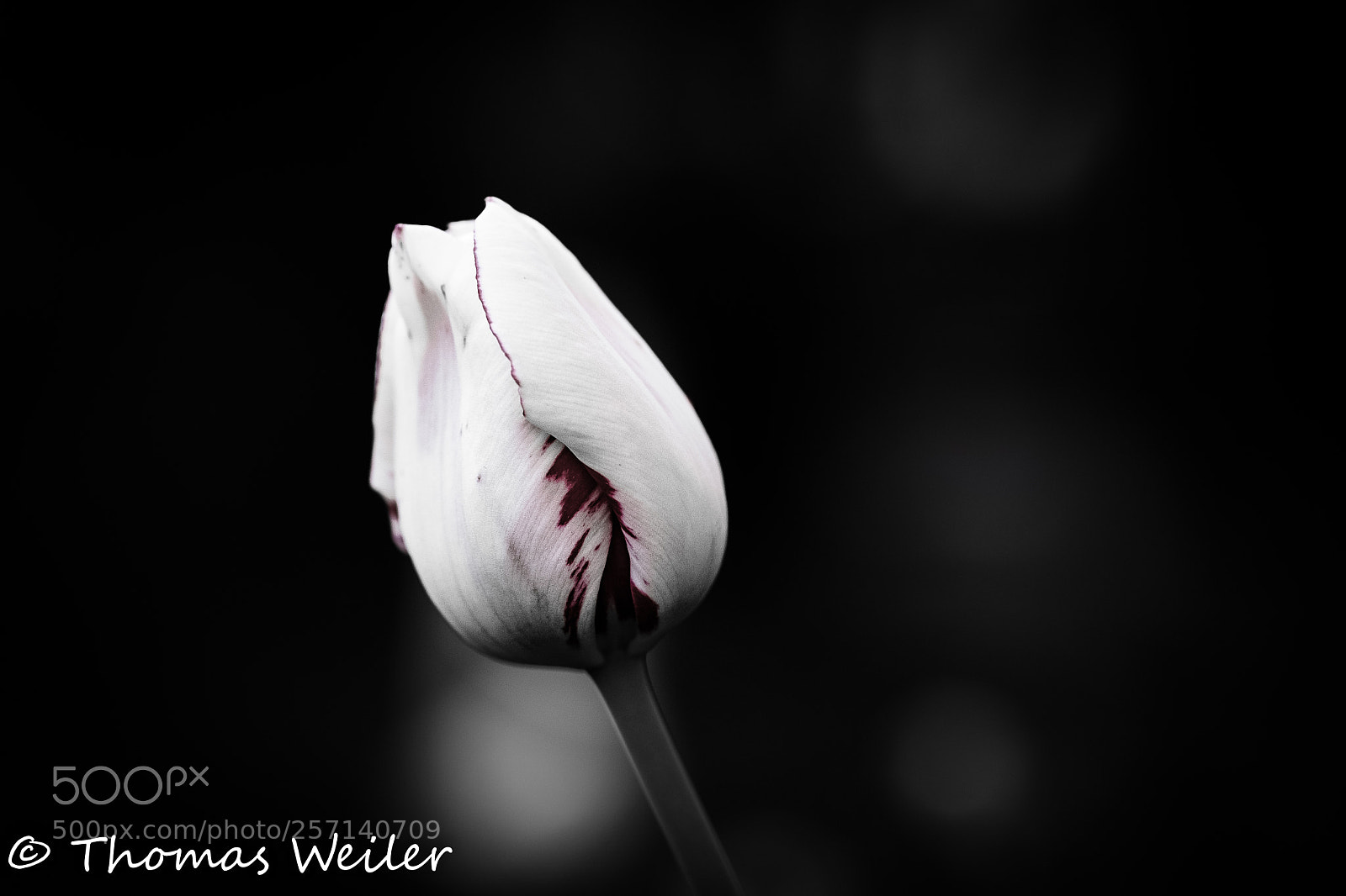 Fujifilm X-H1 sample photo. Tears of nature photography