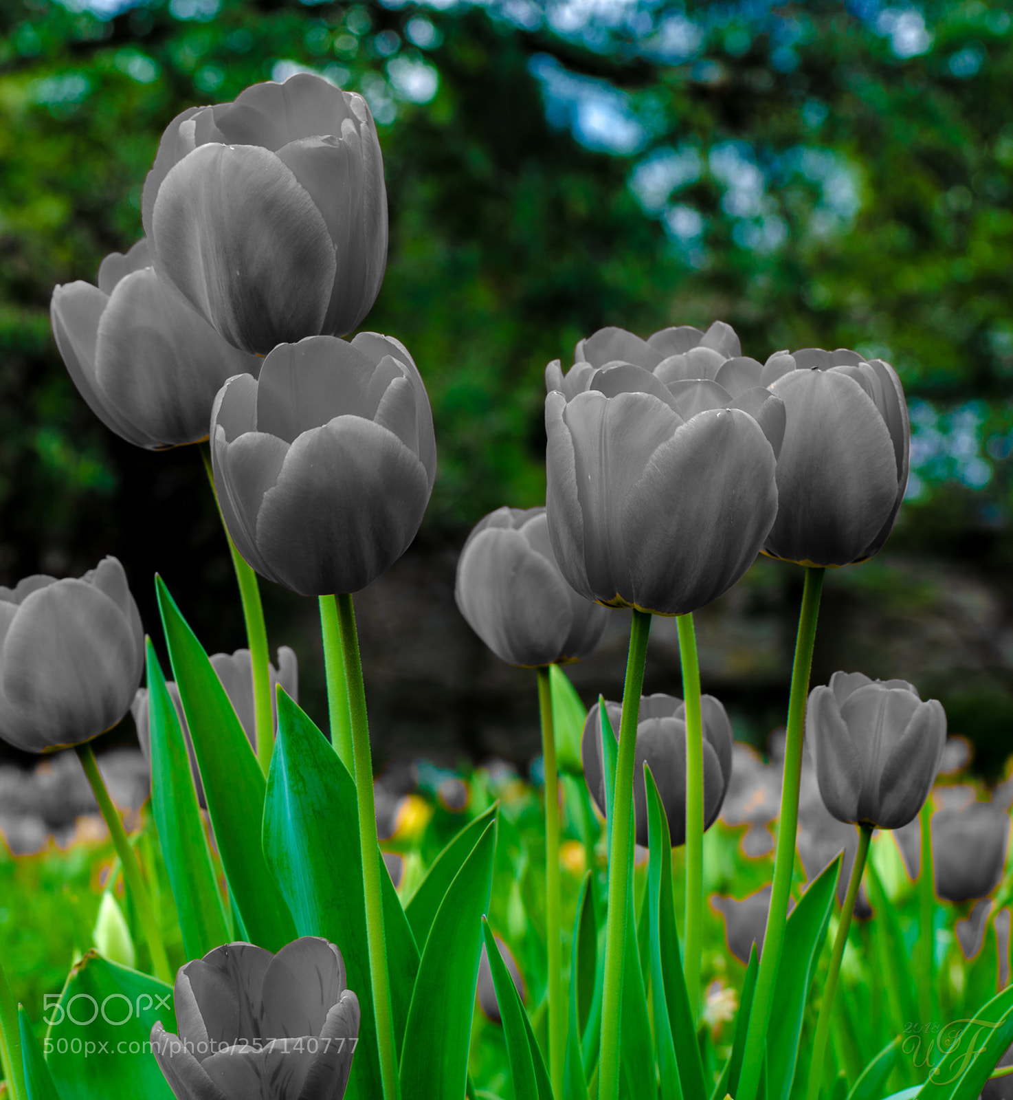Nikon D5100 sample photo. Graut ne shades of photography