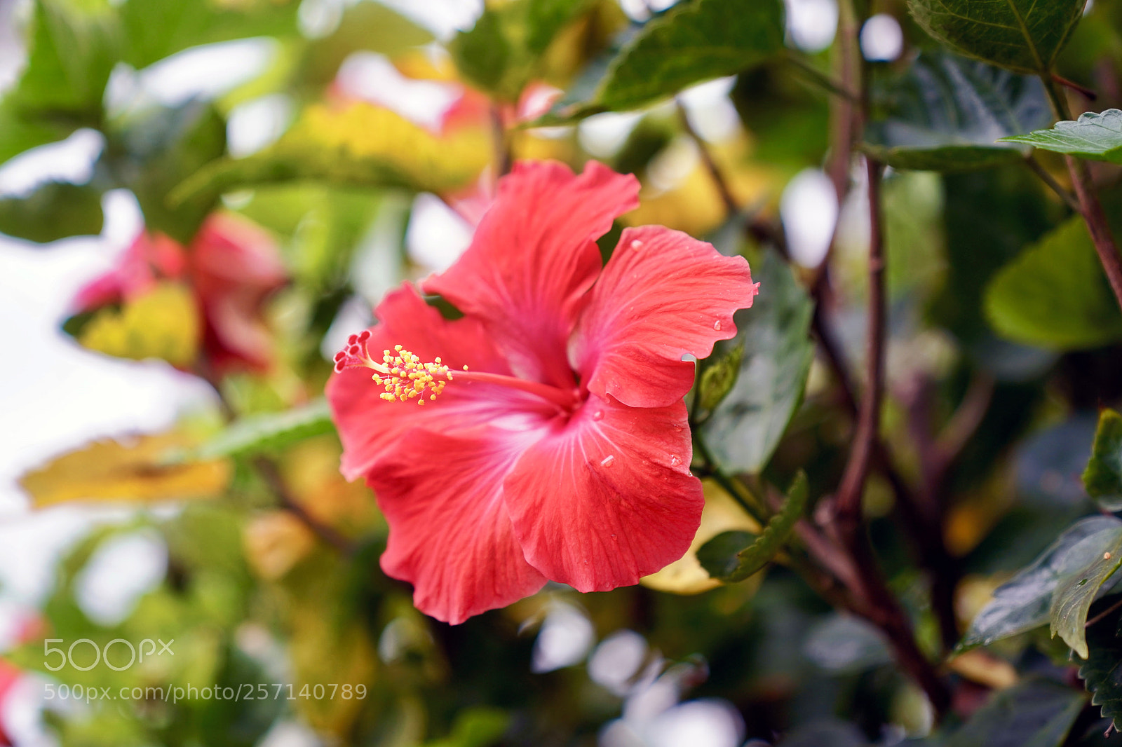 Sony a9 sample photo. Love etc. photography