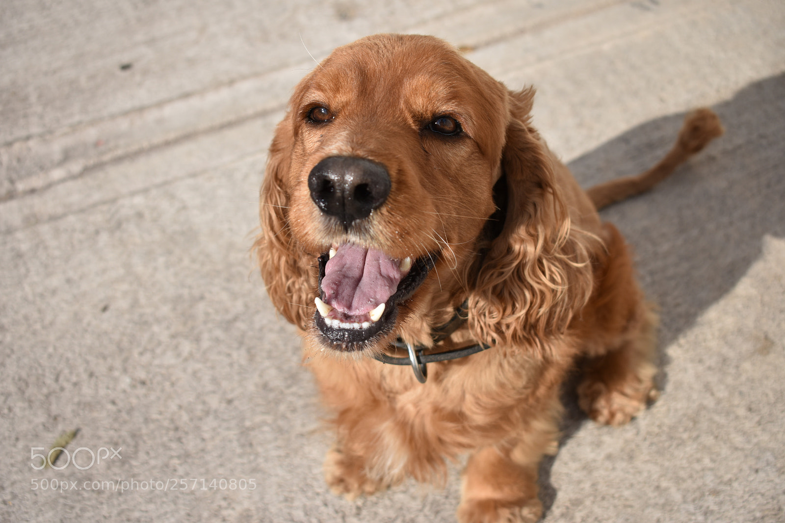Nikon D3400 sample photo. Dog days photography