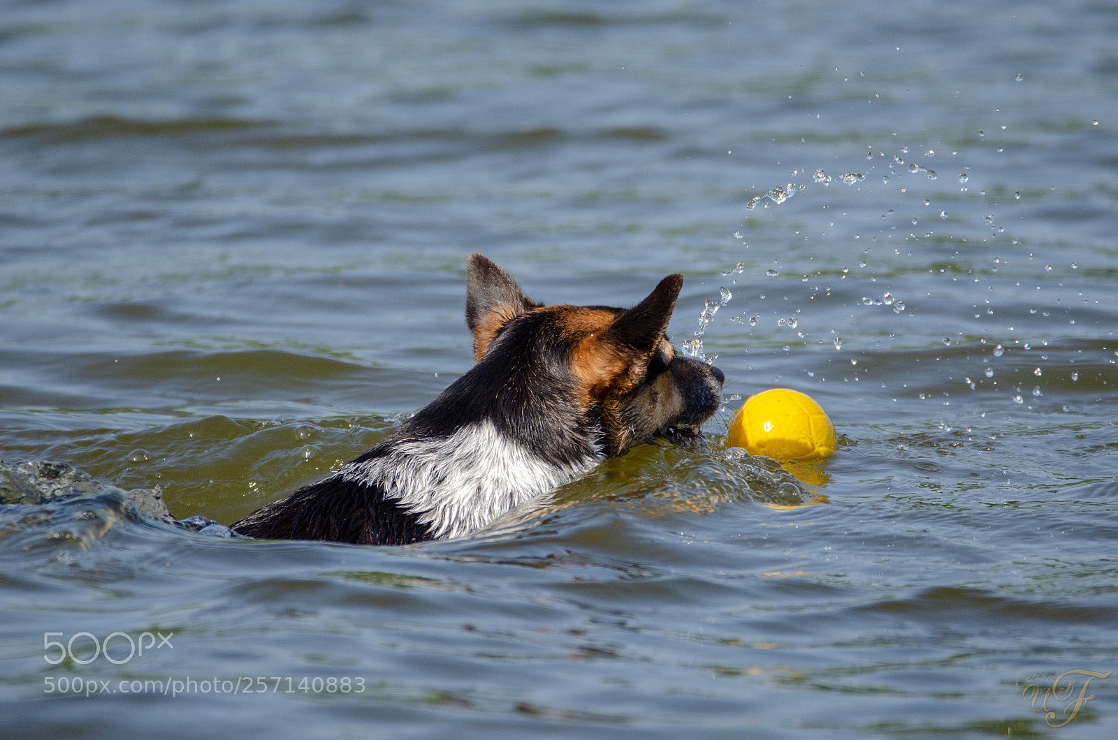 Nikon D5100 sample photo. Wasserball ! (water polo) photography