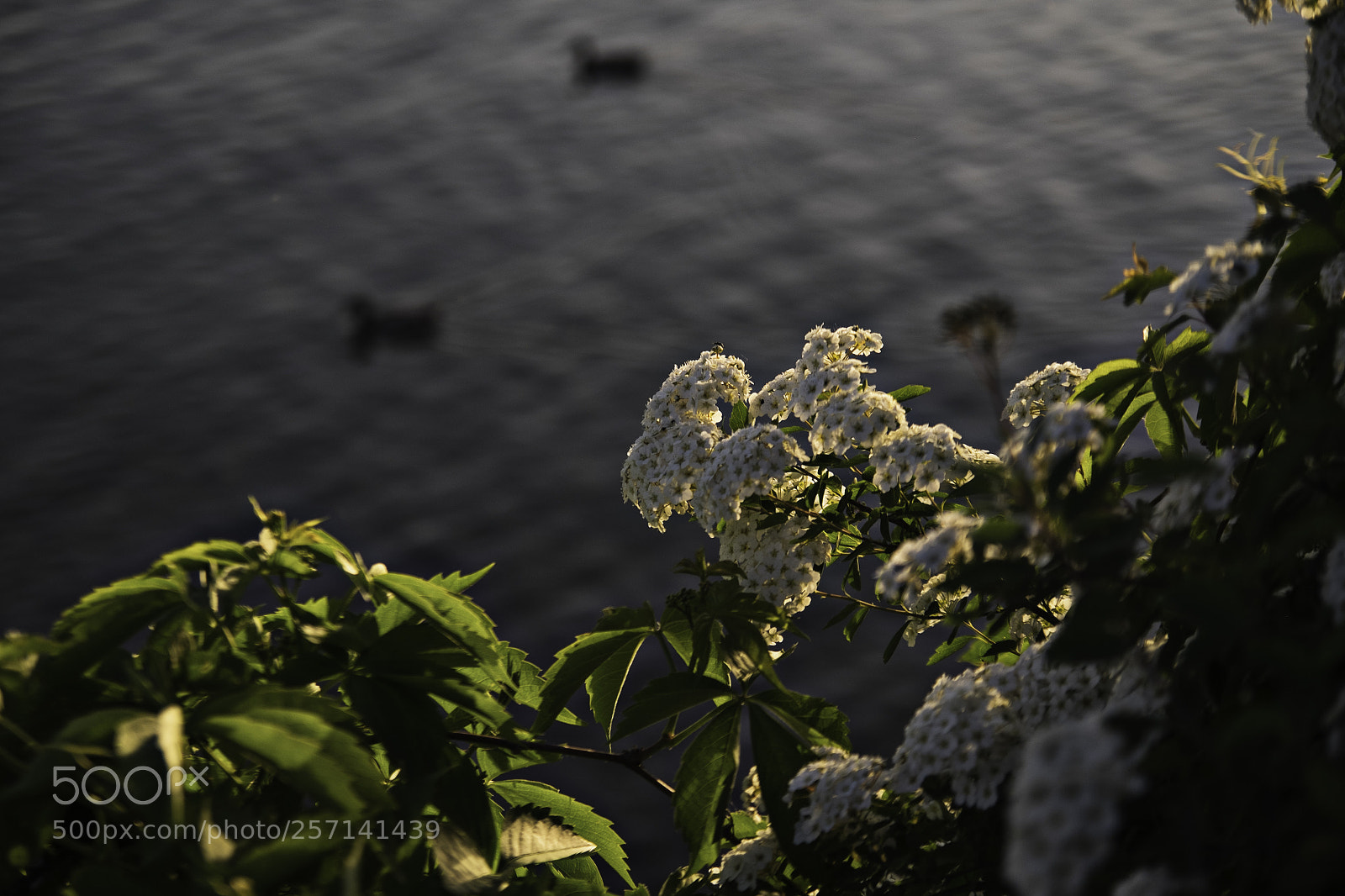 Fujifilm X-T1 sample photo. Blüten leuchten photography