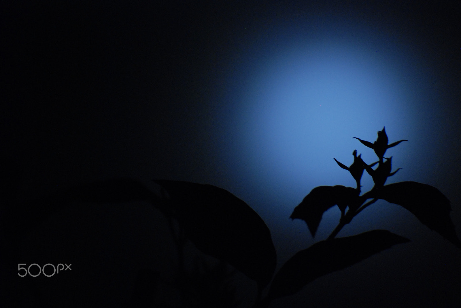 Nikon D80 sample photo. Moon flower-shadow photography