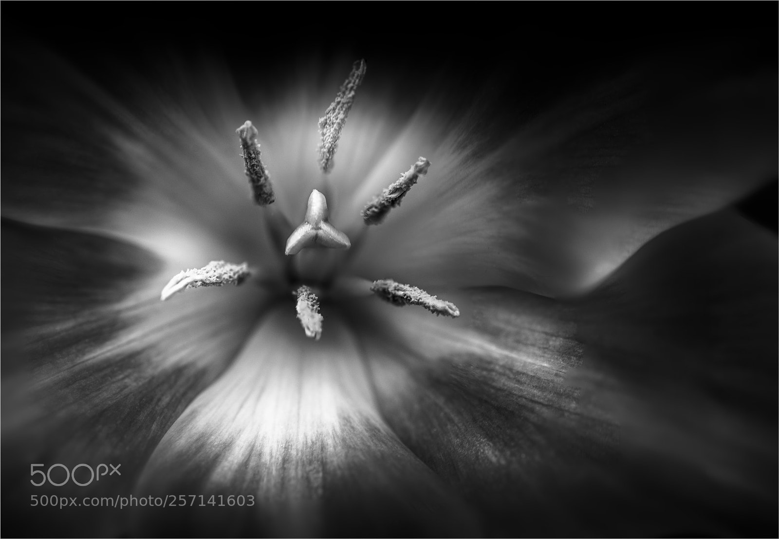 Nikon D750 sample photo. Tulip macro #2 photography