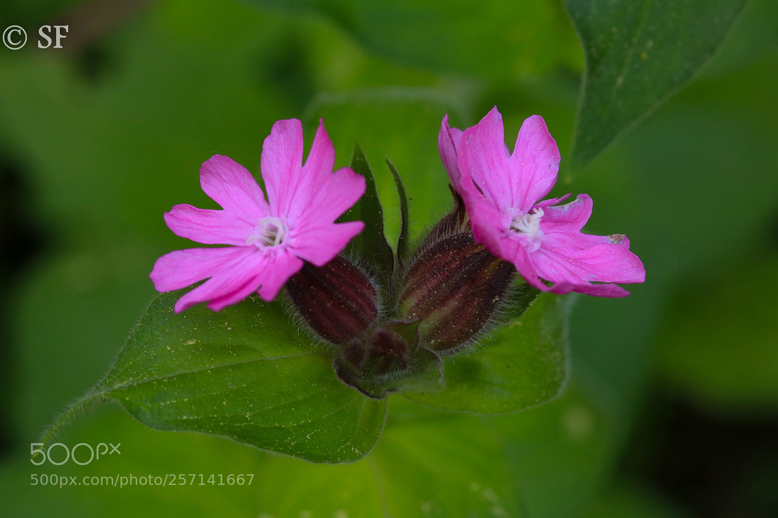 Canon EOS 750D (EOS Rebel T6i / EOS Kiss X8i) sample photo. Silene doica - red photography