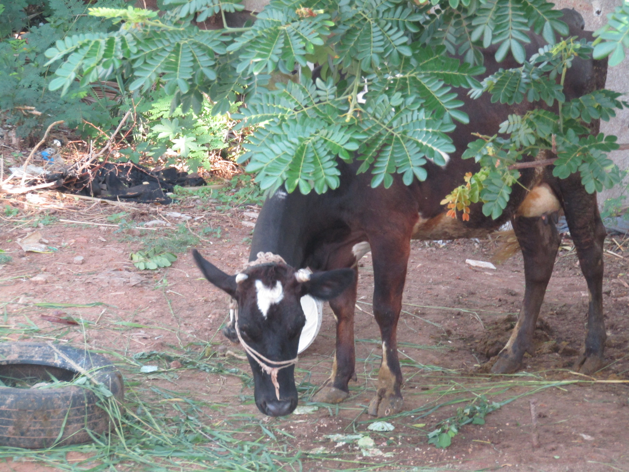 Canon POWERSHOT SX430 IS sample photo. Cow photography