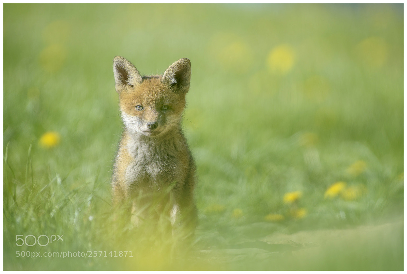 Nikon D810 sample photo. Fox cub / renardeau photography