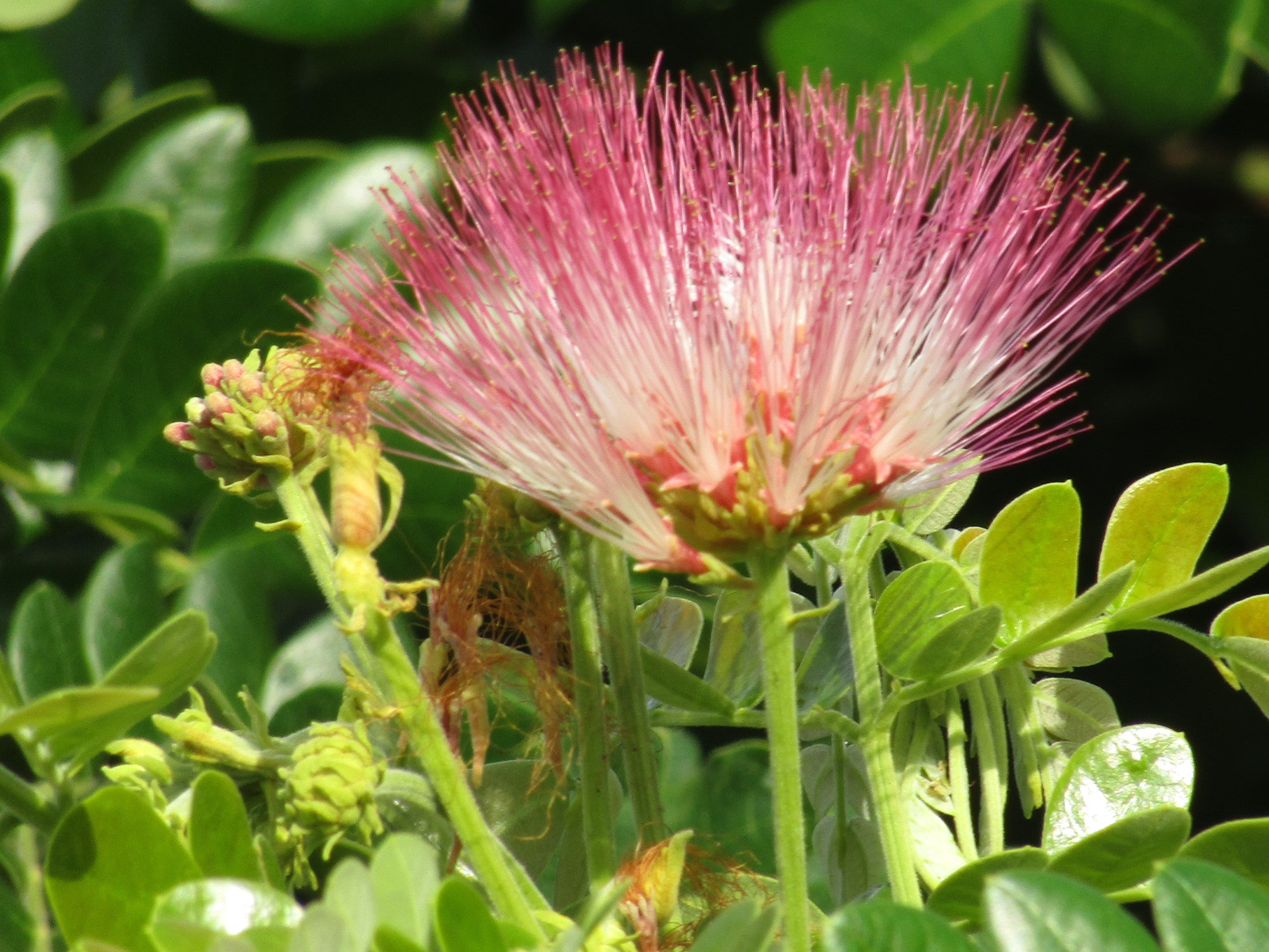 Canon POWERSHOT SX430 IS sample photo. Flower photography