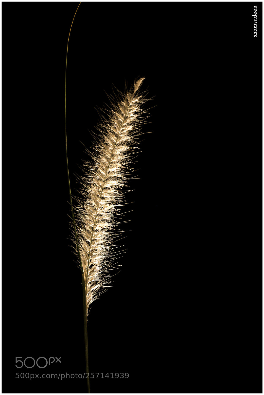 Nikon D7100 sample photo. Ps photography