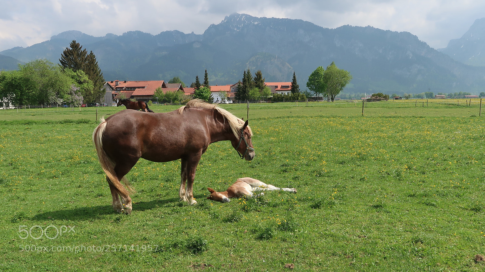 Canon PowerShot G7 X Mark II sample photo. Foggensee canon powershot gx photography
