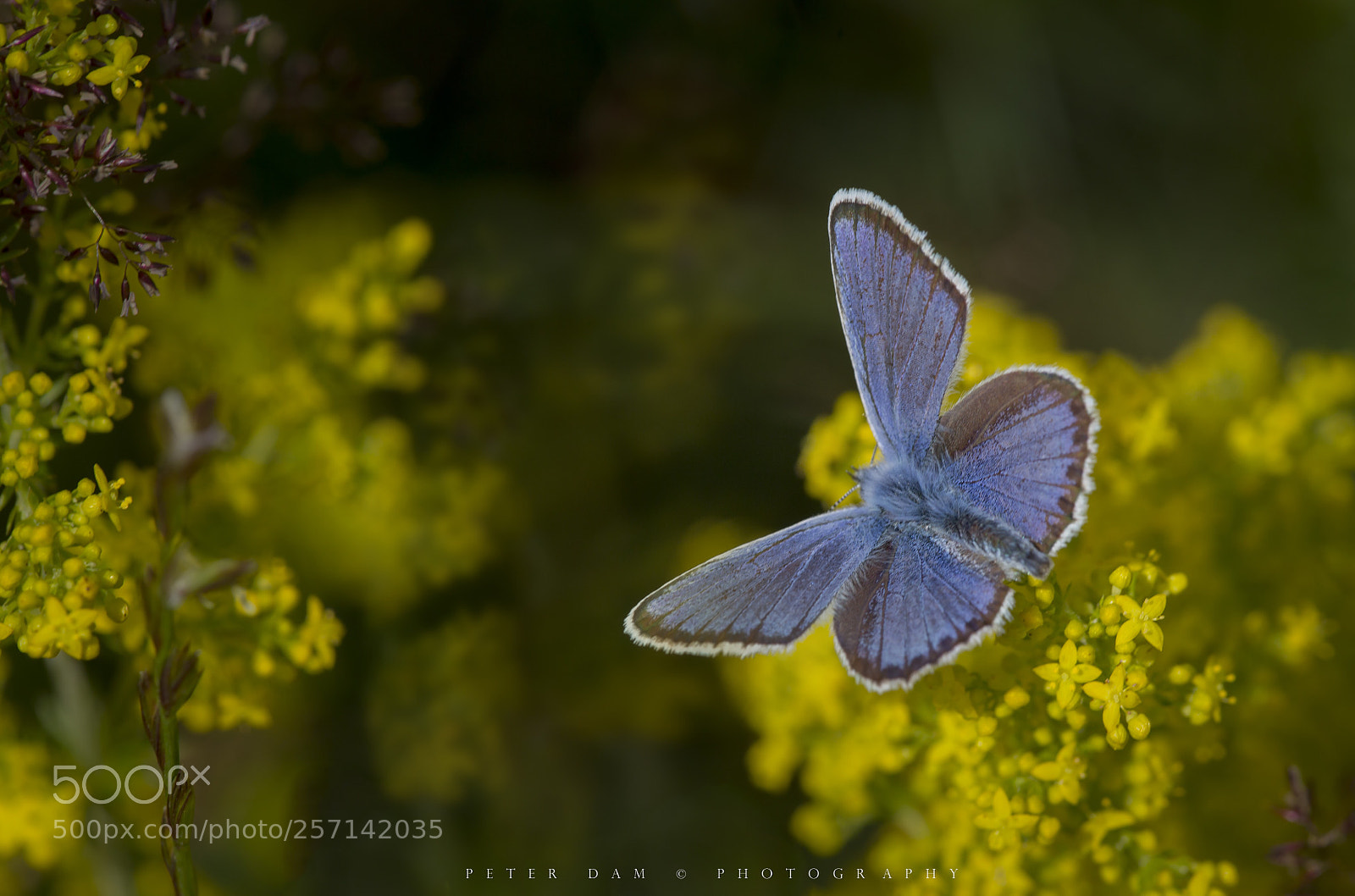 Canon EOS 6D sample photo. Blue idas photography