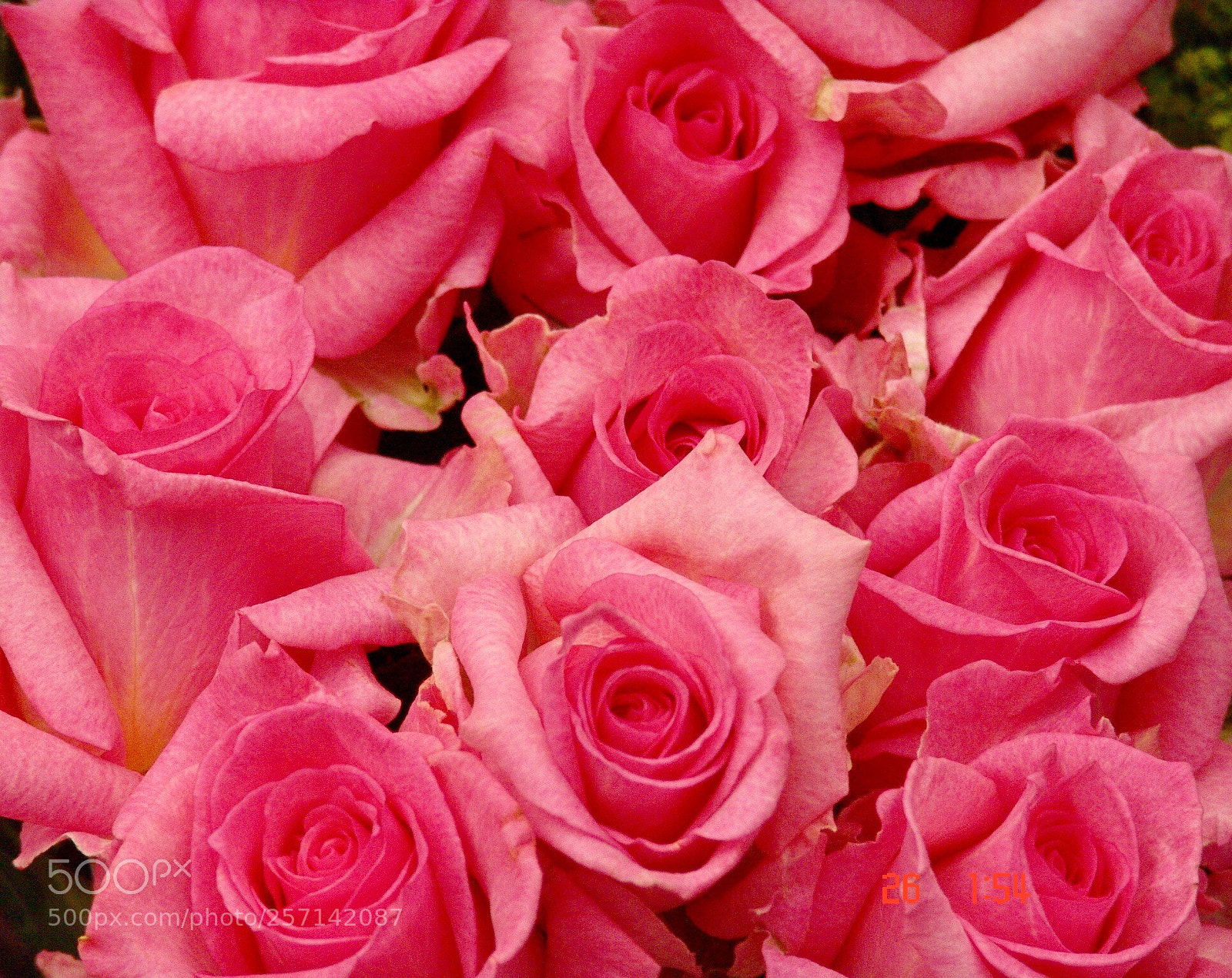 Sony DSC-F828 sample photo. Roses  photography