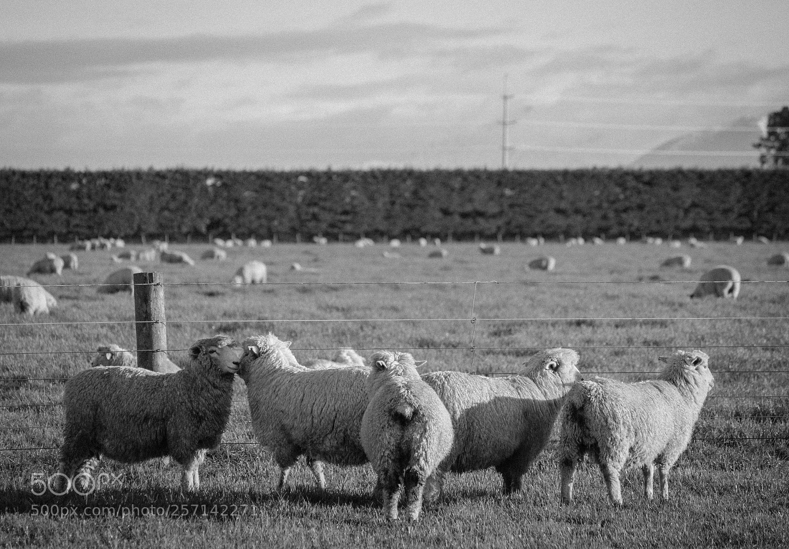 Canon EOS 600D (Rebel EOS T3i / EOS Kiss X5) sample photo. Sheep farm photography