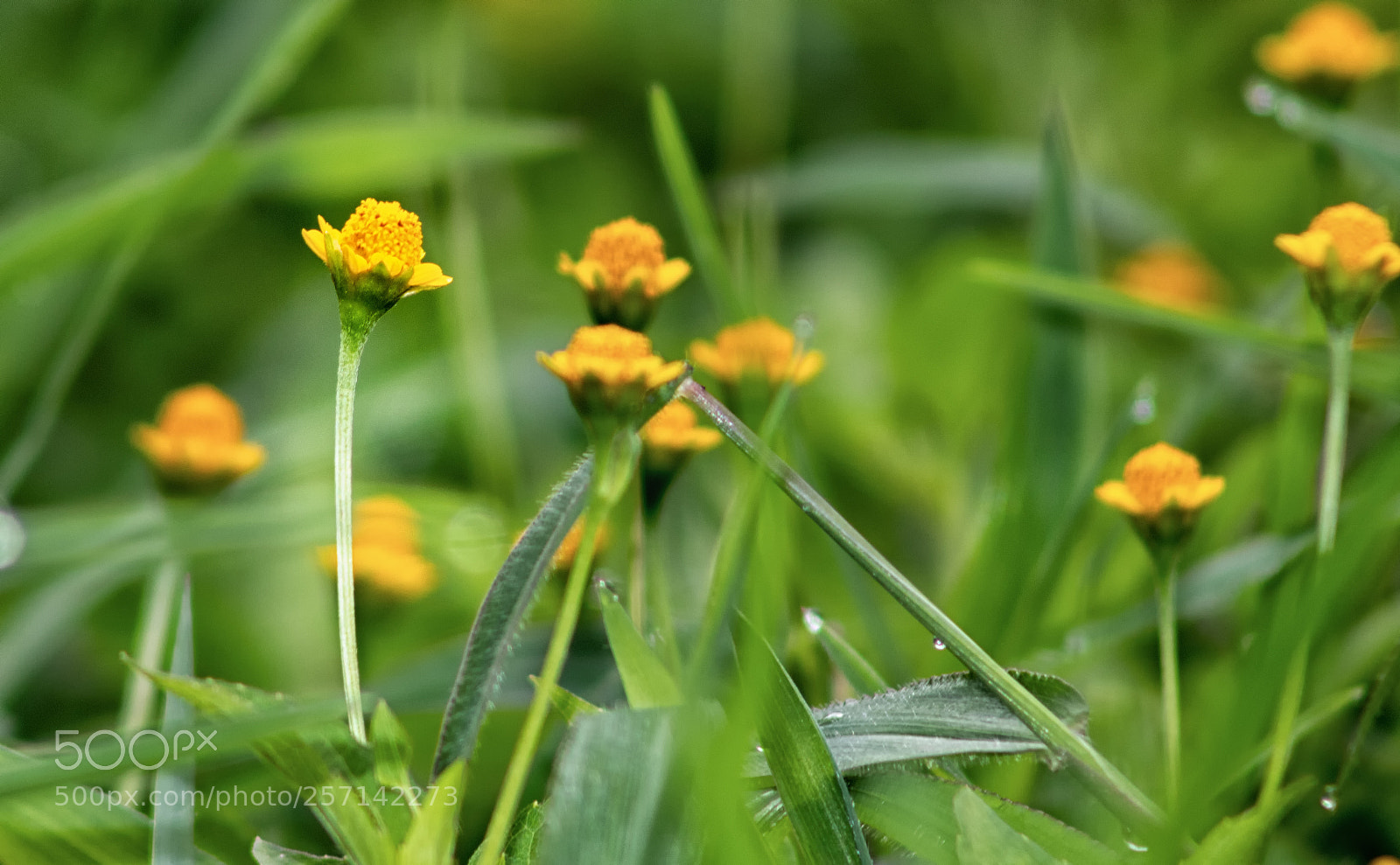 Canon EOS 750D (EOS Rebel T6i / EOS Kiss X8i) sample photo. This is how i photography