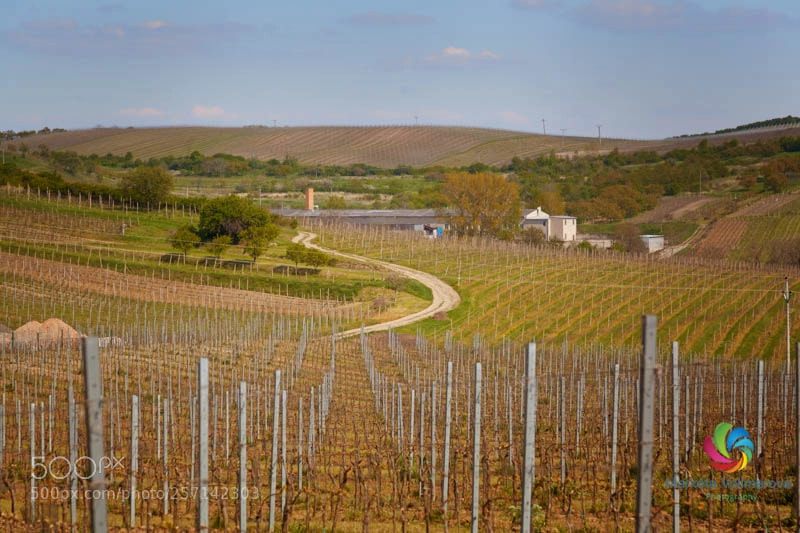 Canon EOS 5D Mark II sample photo. Vineyards in moravia photography