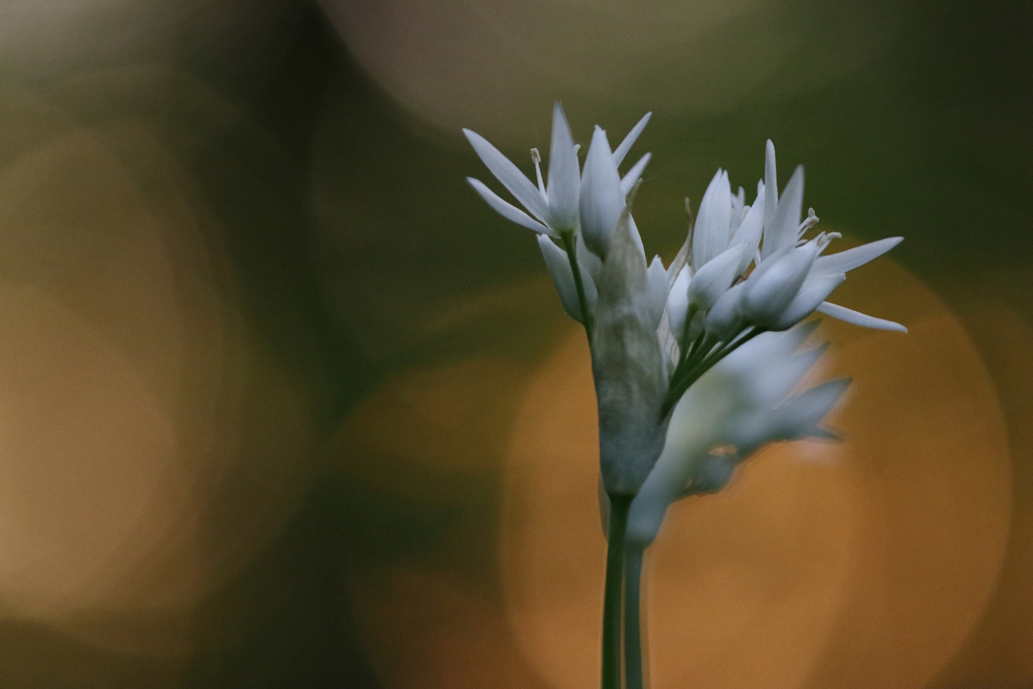Sigma APO Macro 150mm f/2.8 EX DG HSM sample photo. Bärlauch photography
