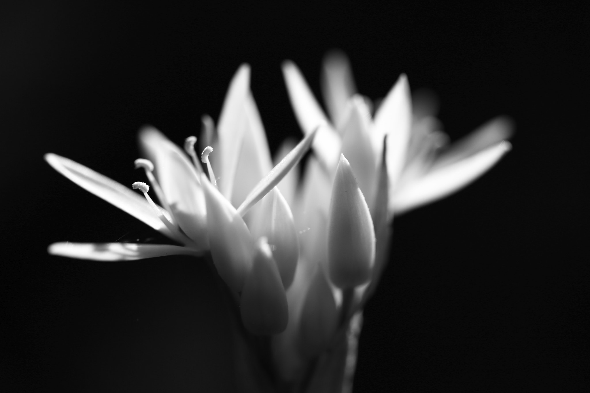Canon EF 100mm F2.8L Macro IS USM sample photo. Bärlauch sw photography