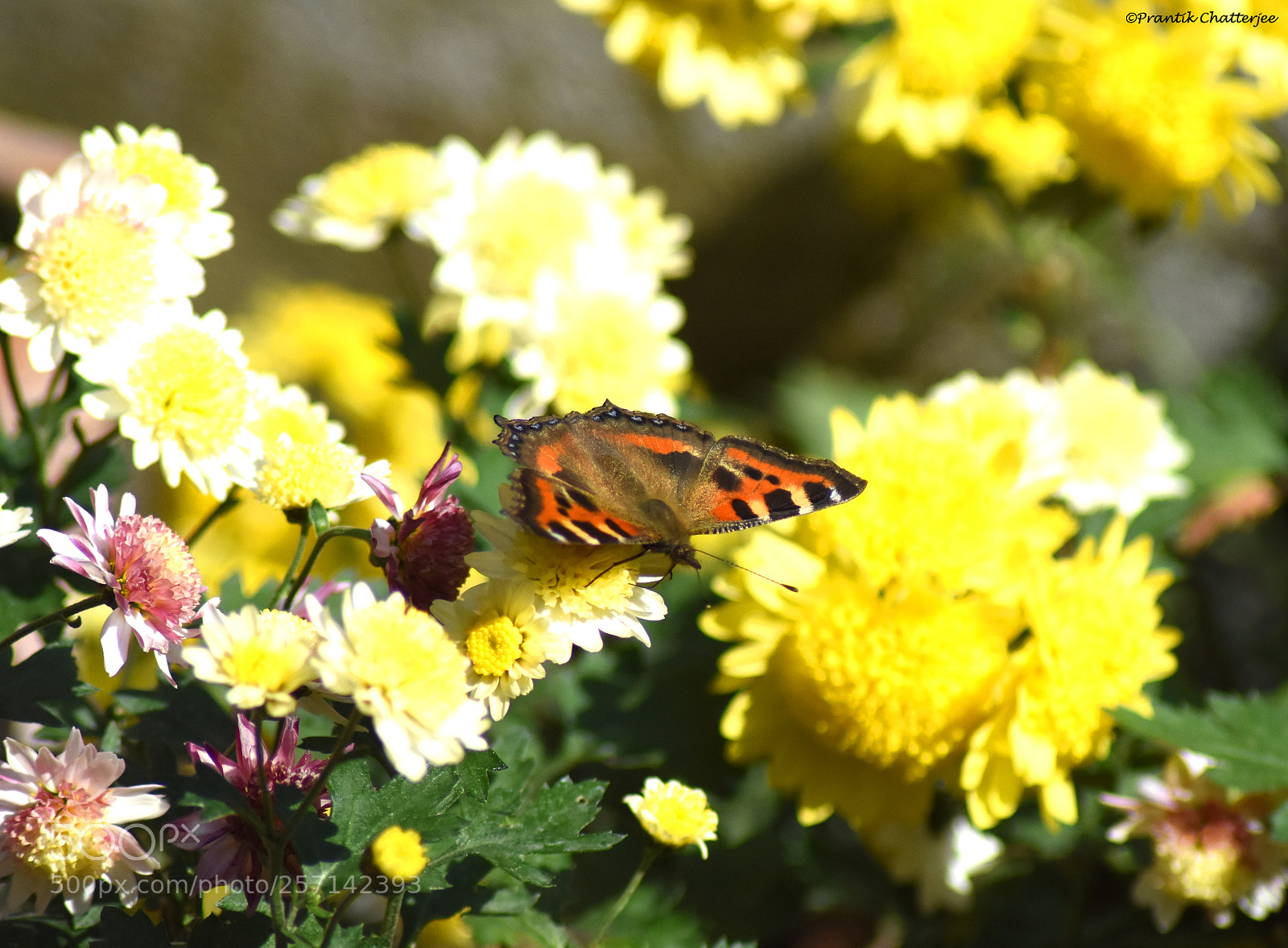 Nikon D7200 sample photo. Indian tortoiseshell photography