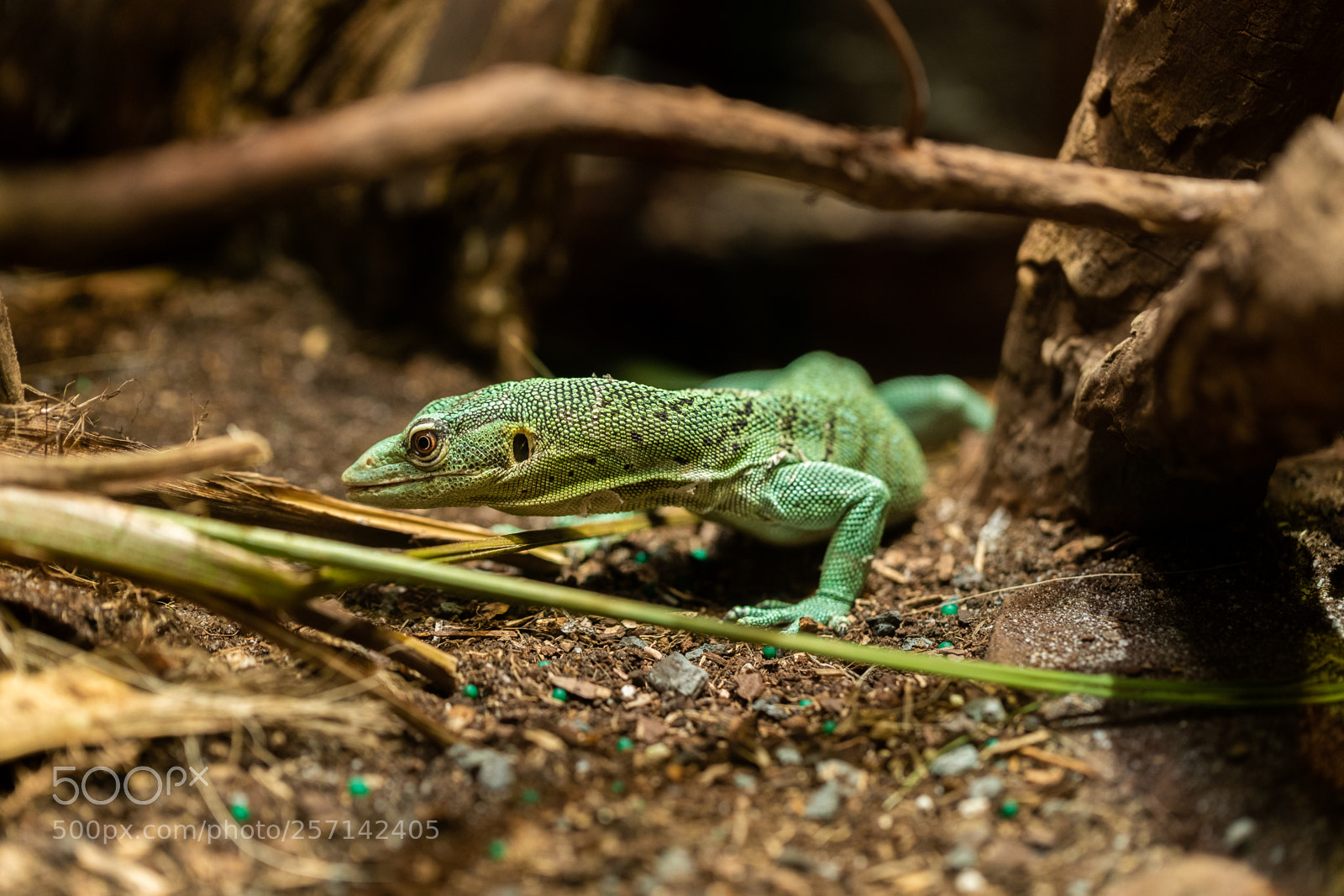 Canon EOS-1D X Mark II sample photo. Dczoo photography