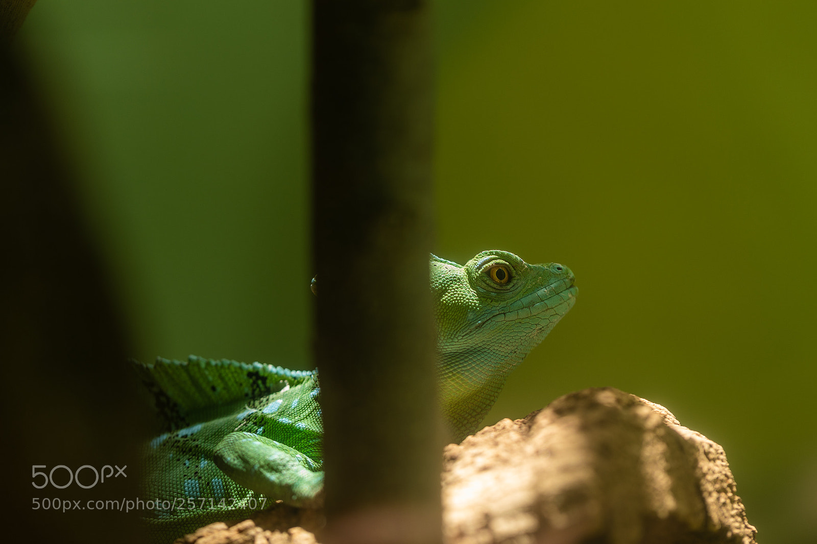 Canon EOS-1D X Mark II sample photo. Dczoo photography